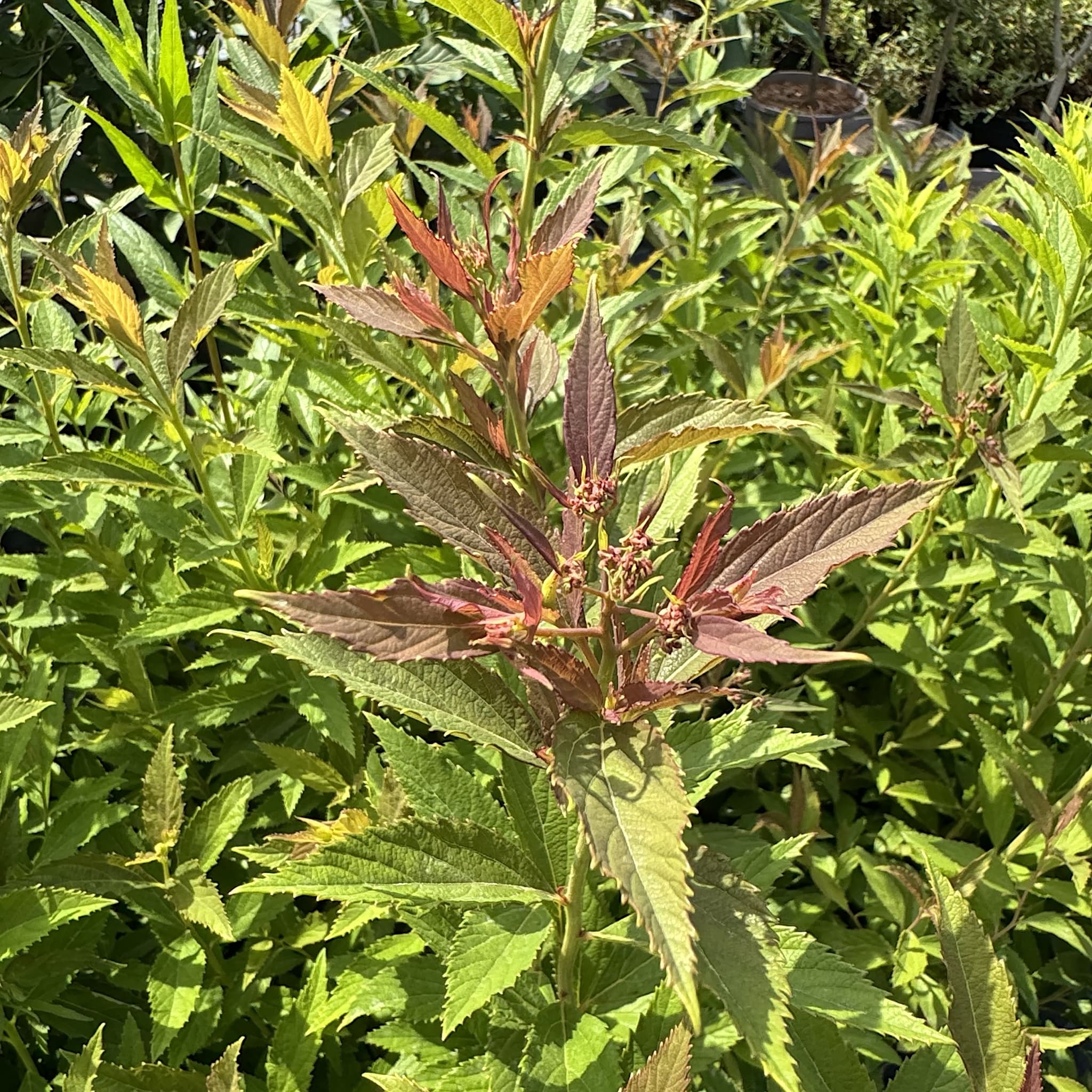 Spiraea japonica 'Shirobana'