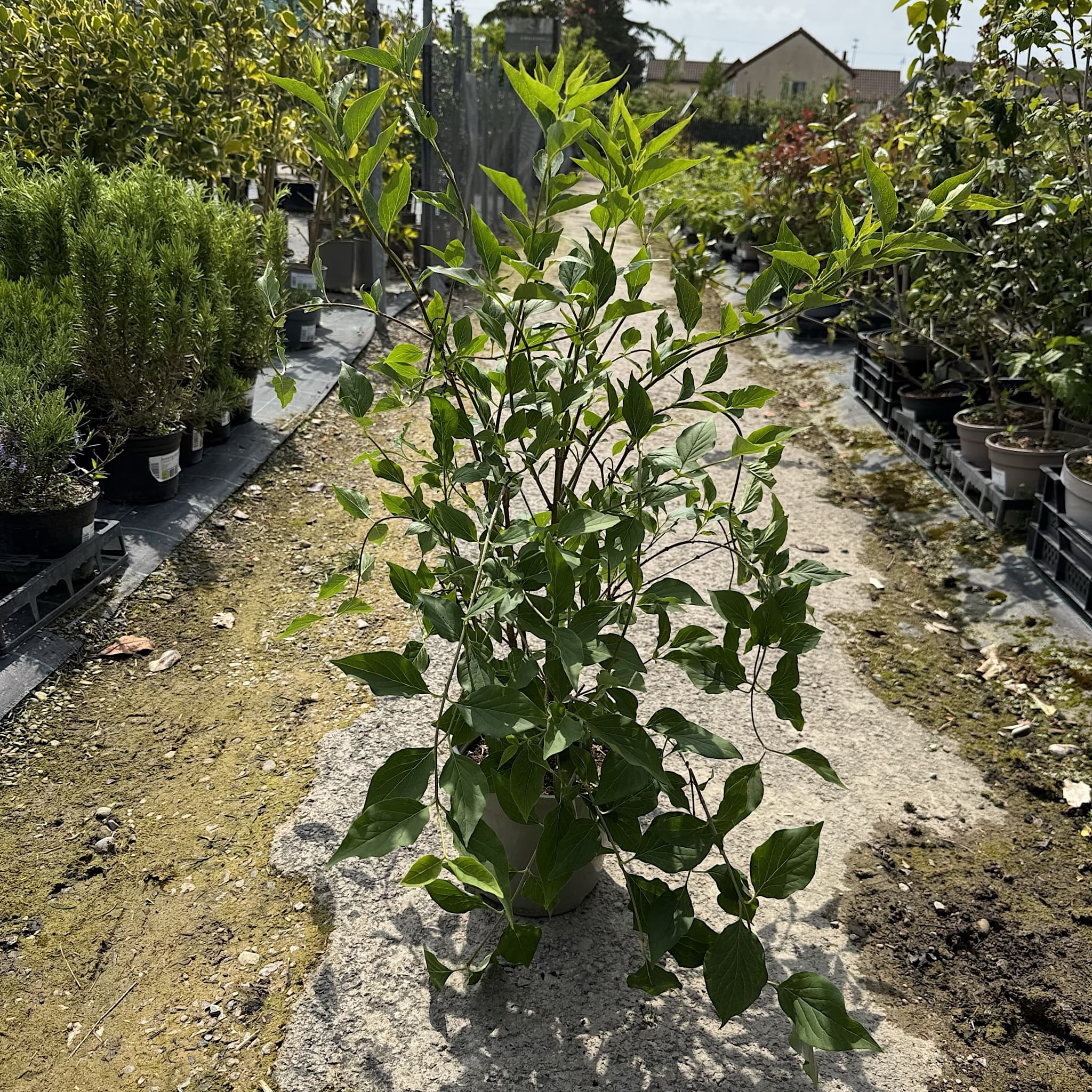 Syringa patula 'Miss Kim'