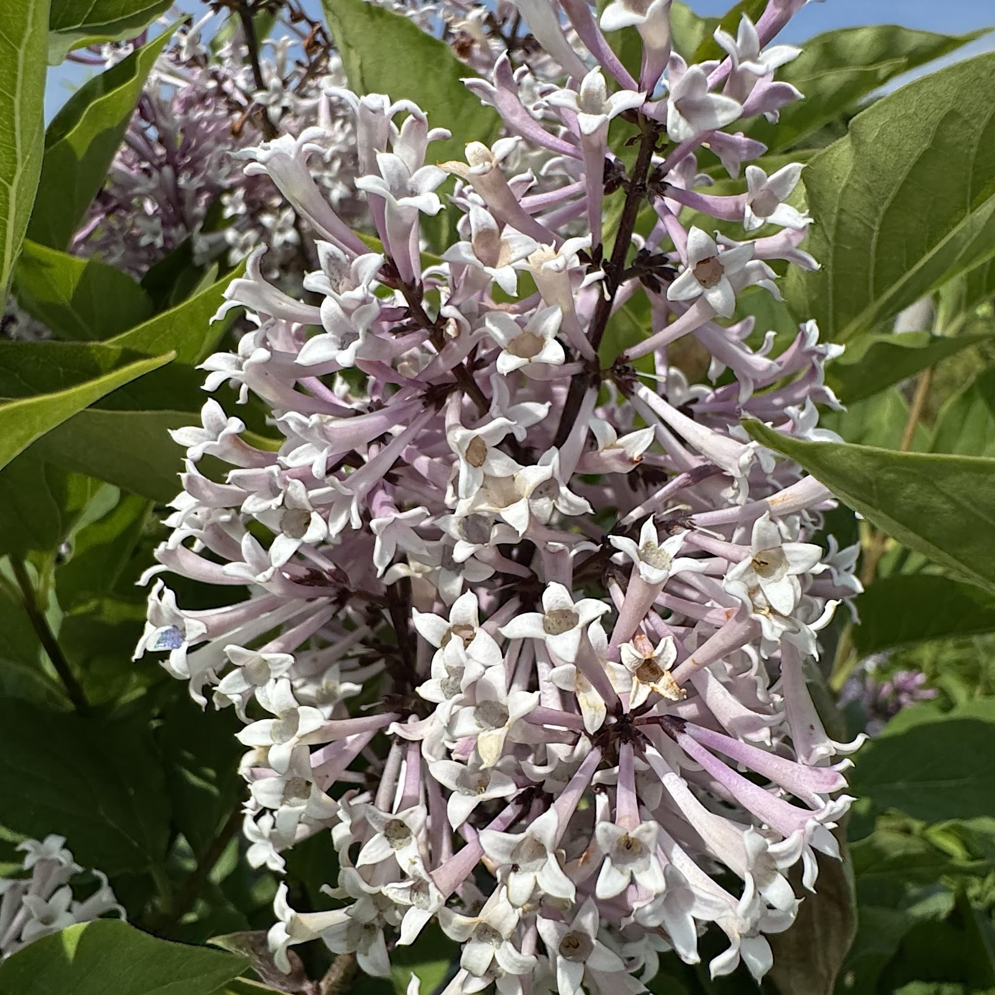 Syringa patula 'Miss Kim'