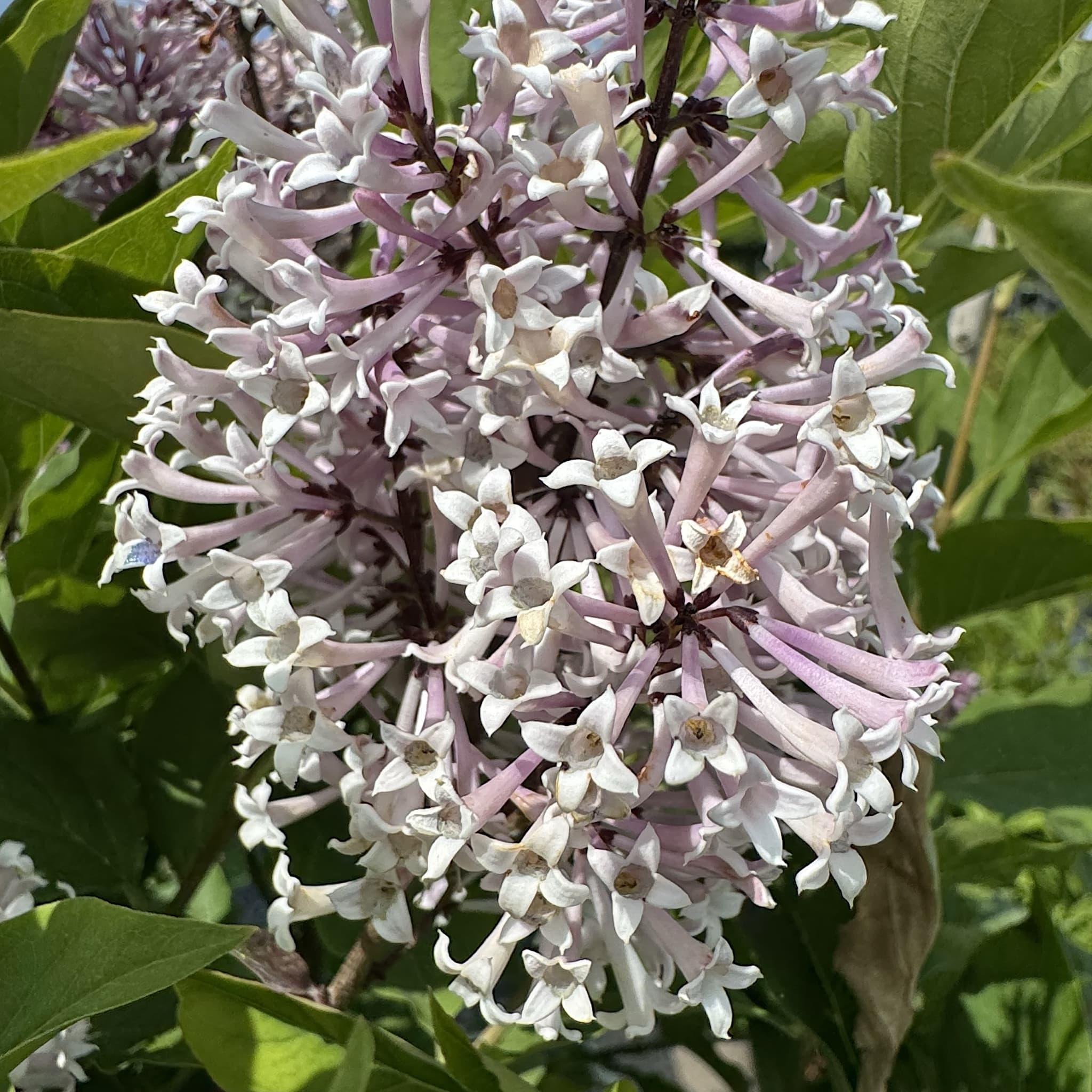 Syringa patula 'Miss Kim'