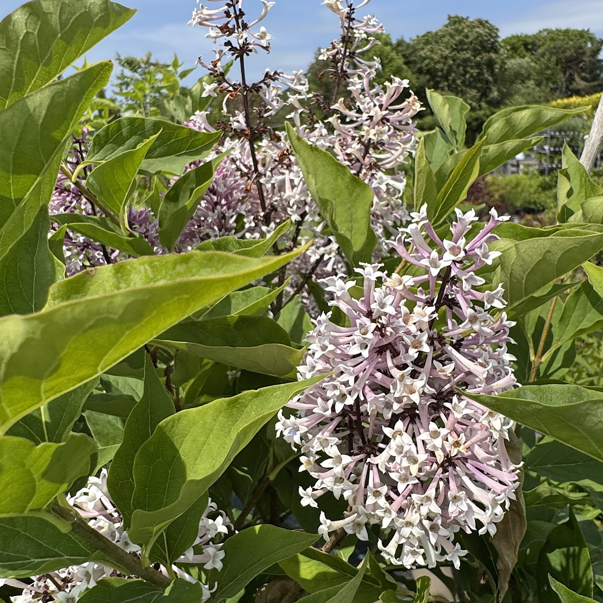 Syringa patula 'Miss Kim'