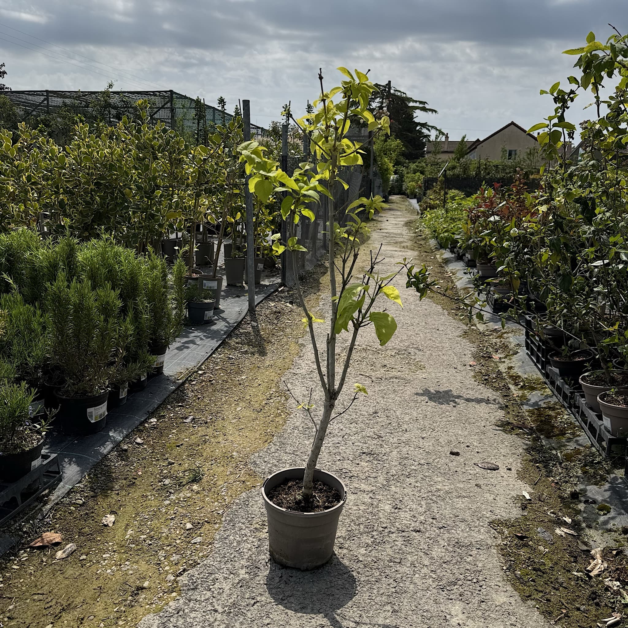 Syringa vulgaris 'Madame Lemoine'