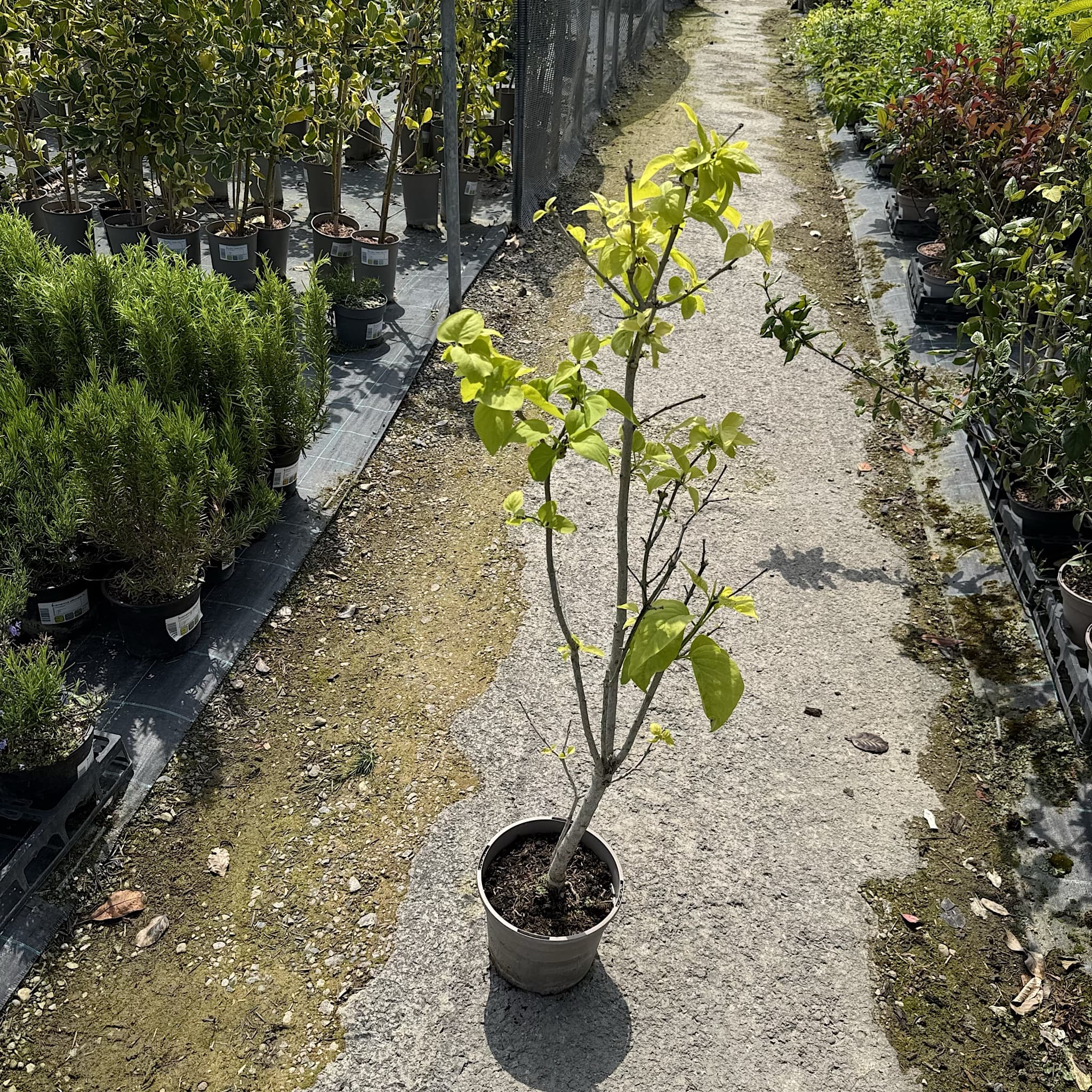 Syringa vulgaris 'Madame Lemoine'