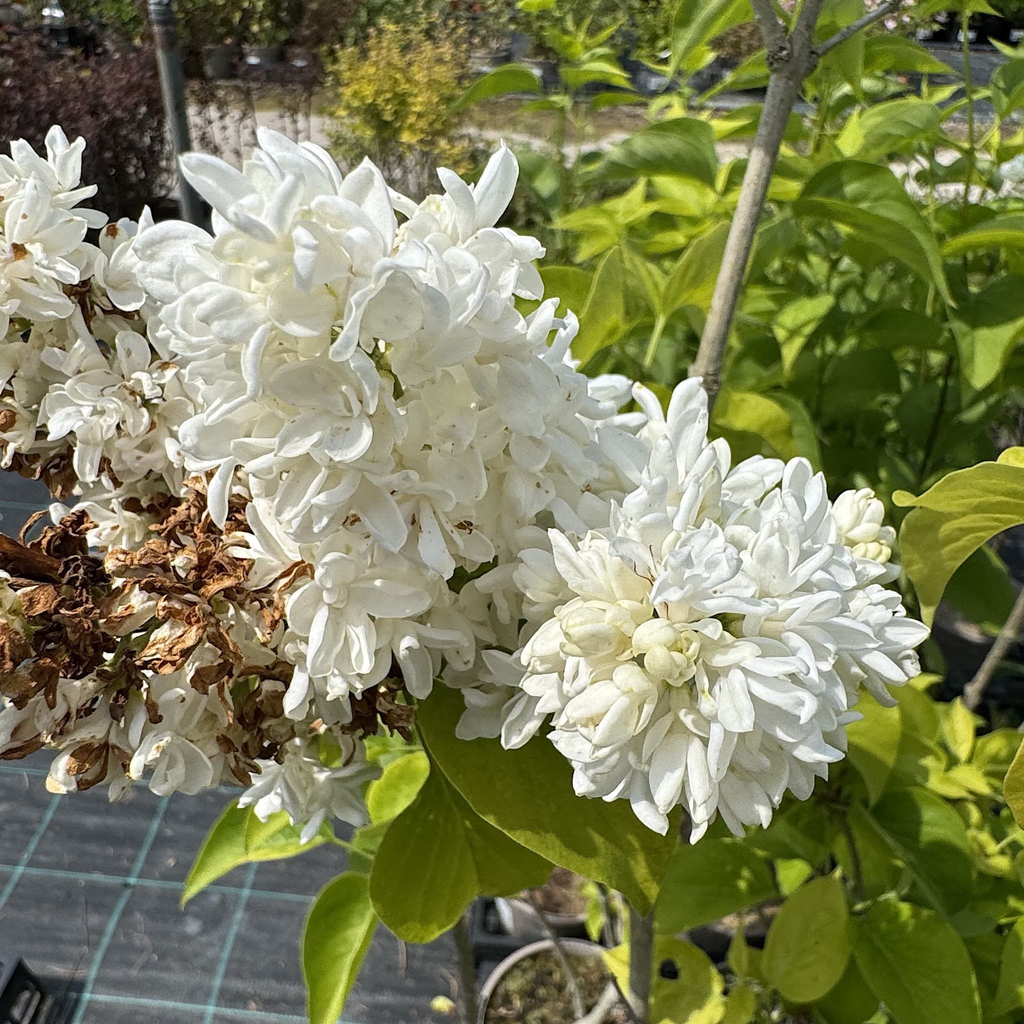 Syringa vulgaris 'Madame Lemoine'