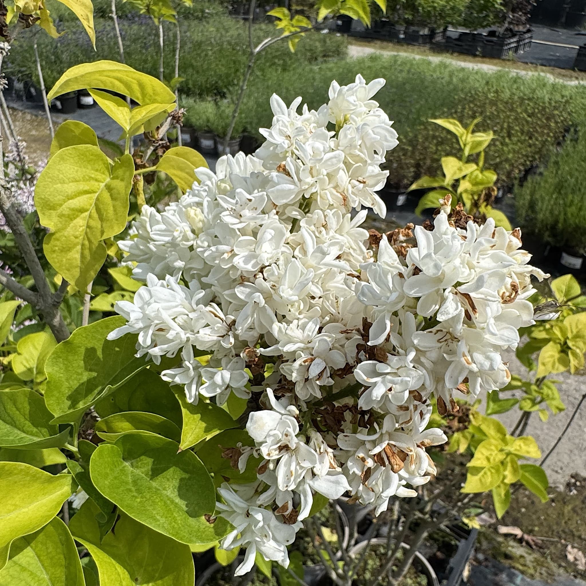Syringa vulgaris 'Madame Lemoine'
