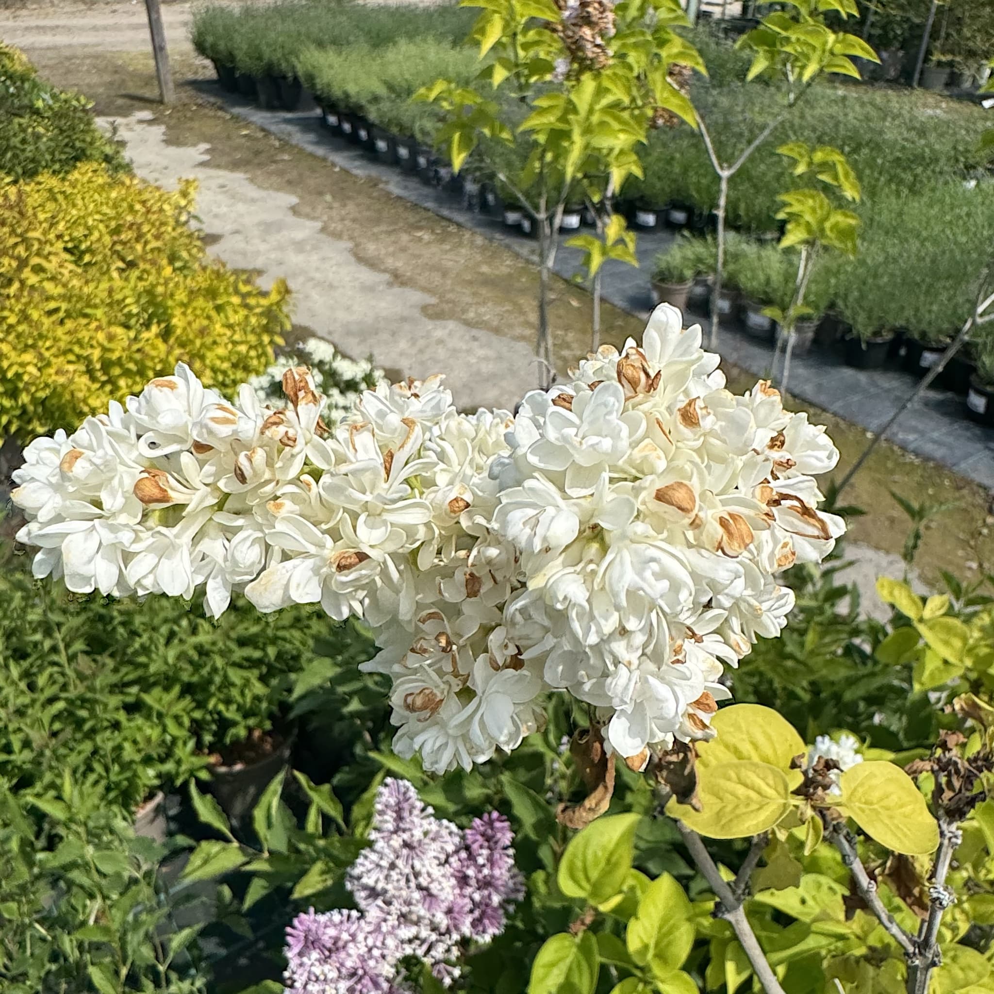 Syringa vulgaris 'Madame Lemoine'