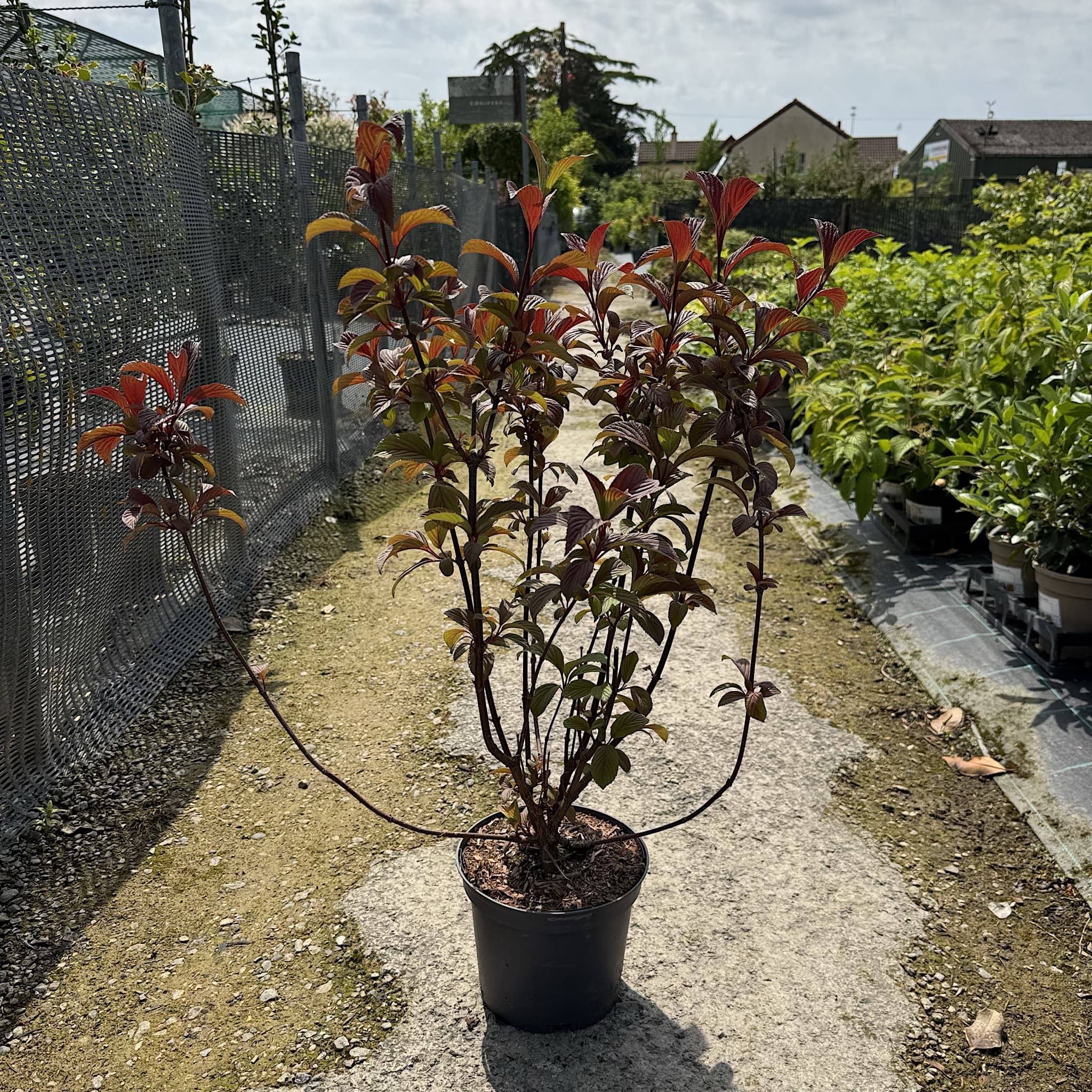 Viburnum bodn. 'Charles Lamont'