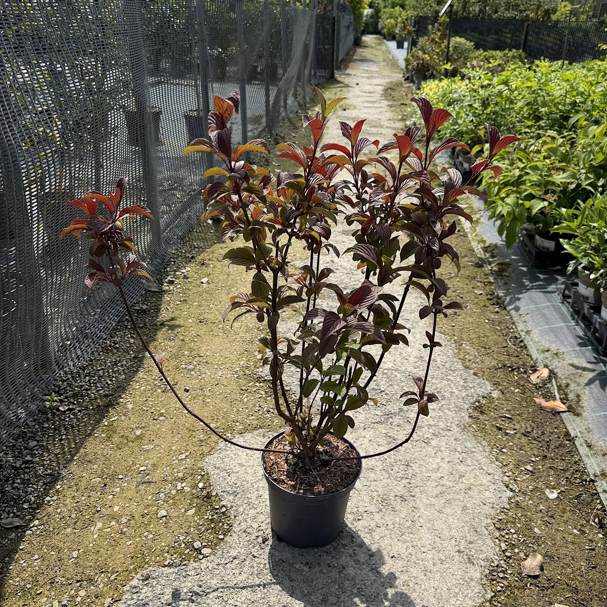 Viburnum bodn. 'Charles Lamont'