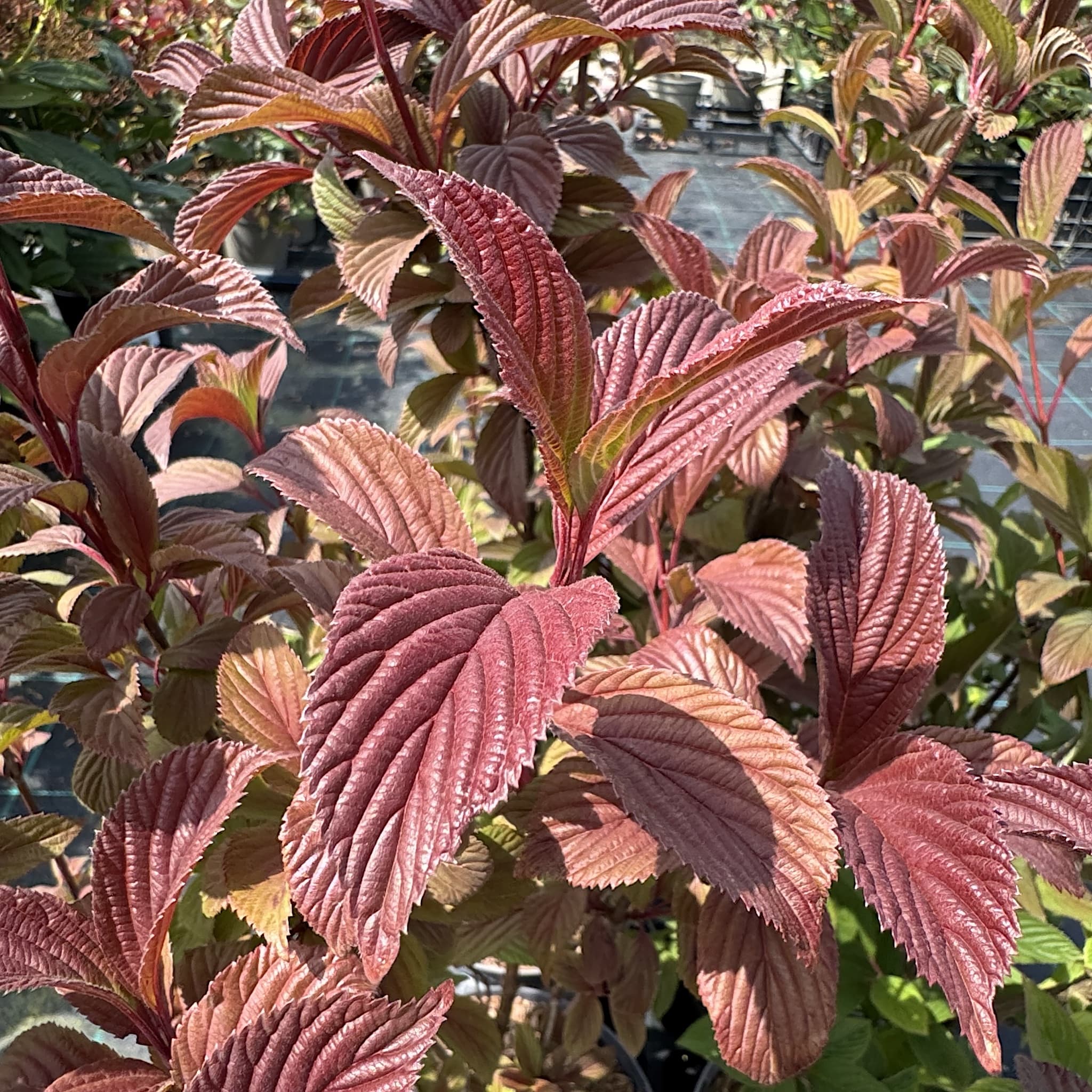 Viburnum bodn. 'Charles Lamont'