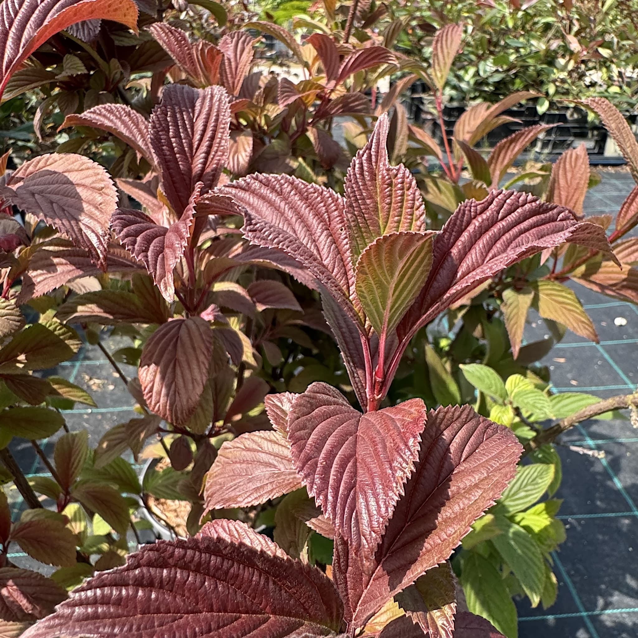 Viburnum bodn. 'Charles Lamont'