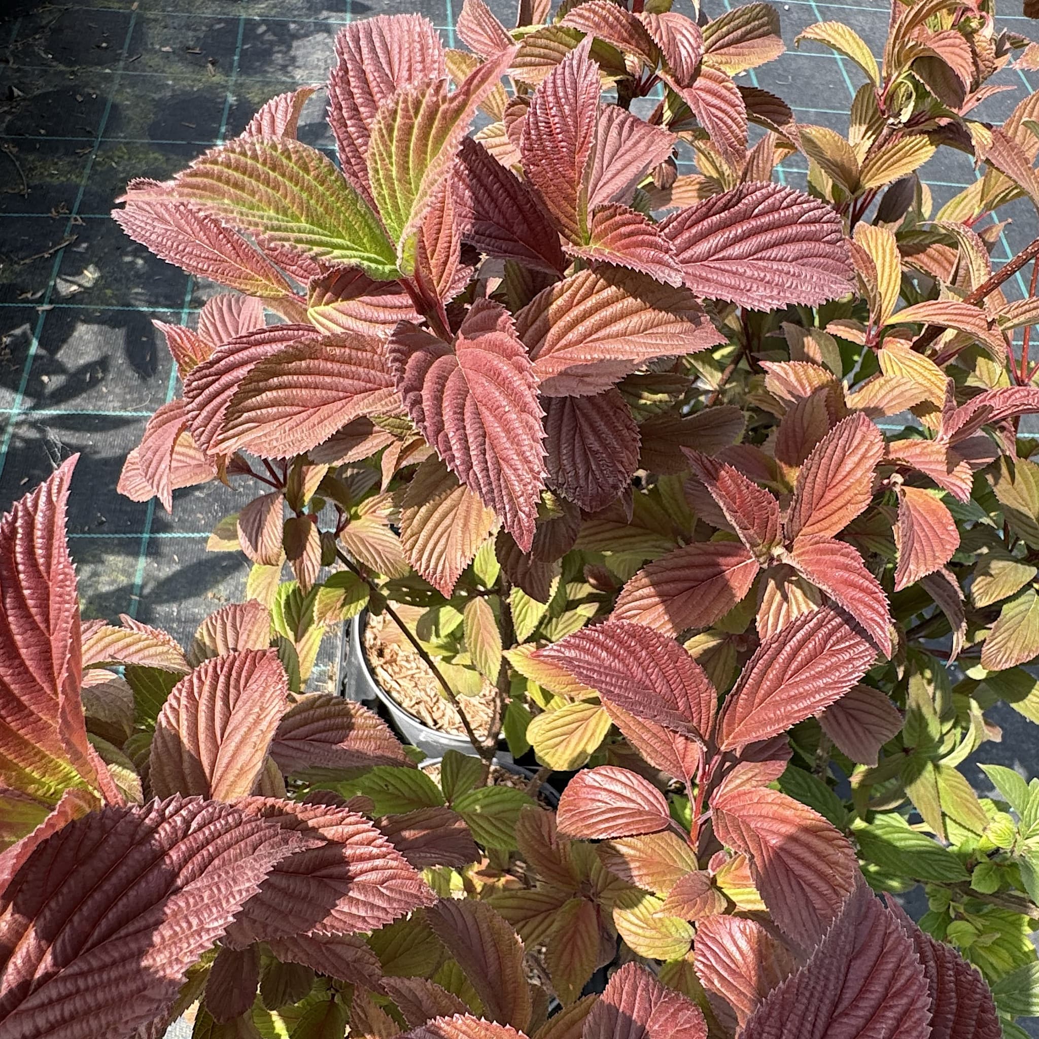 Viburnum bodn. 'Charles Lamont'
