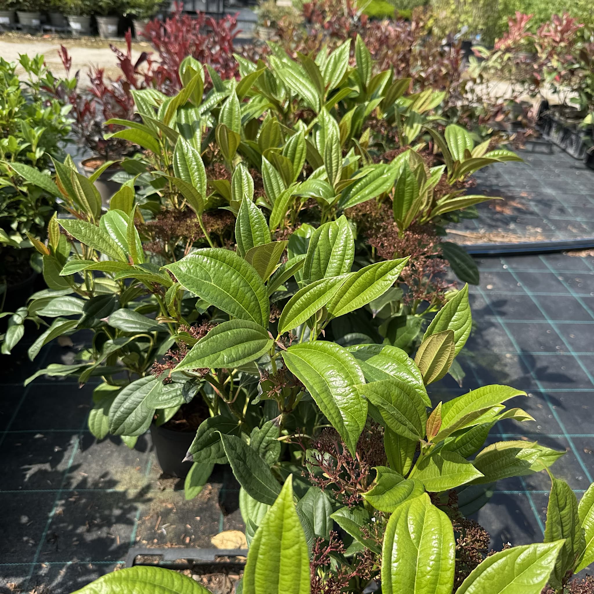 Viburnum davidii