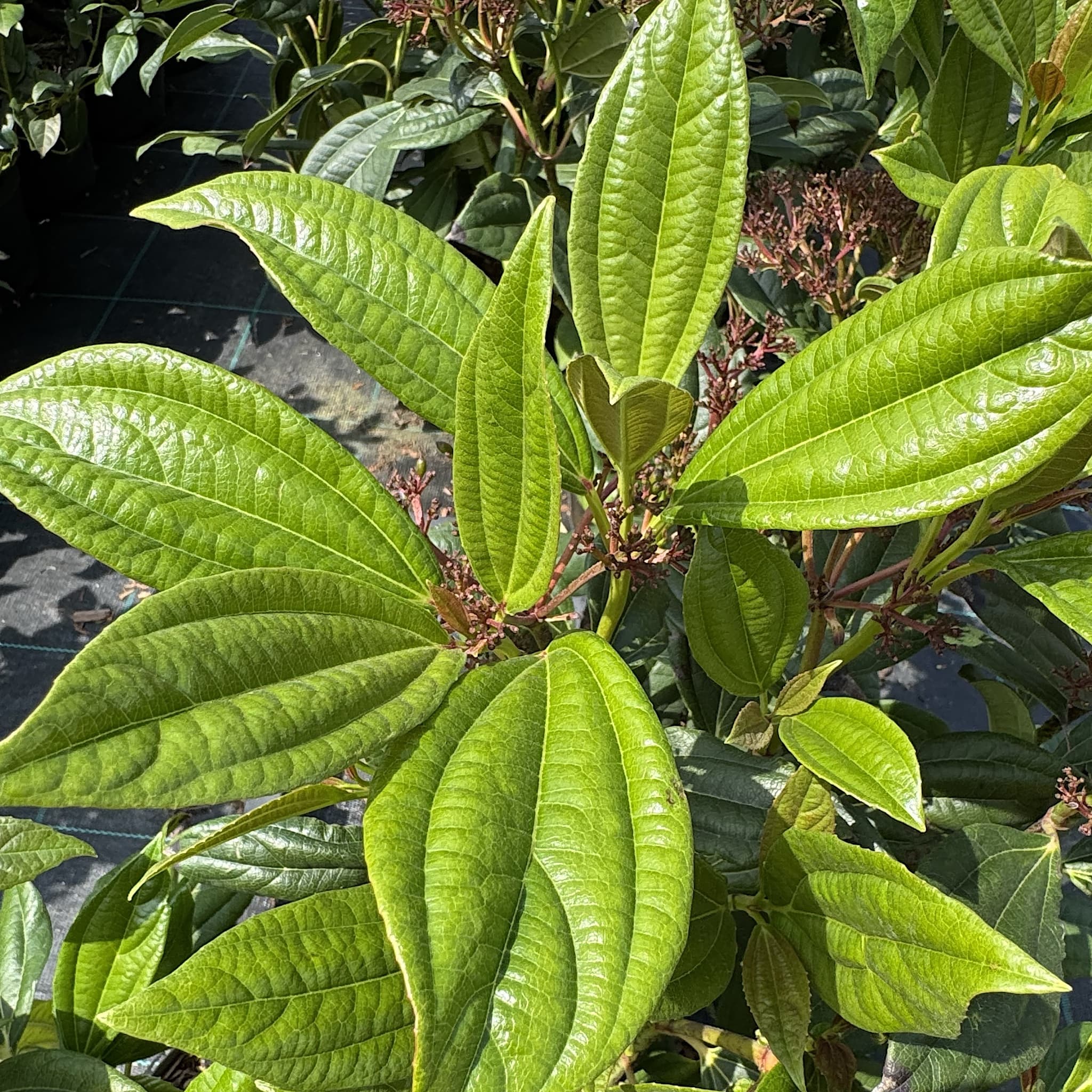 Viburnum davidii
