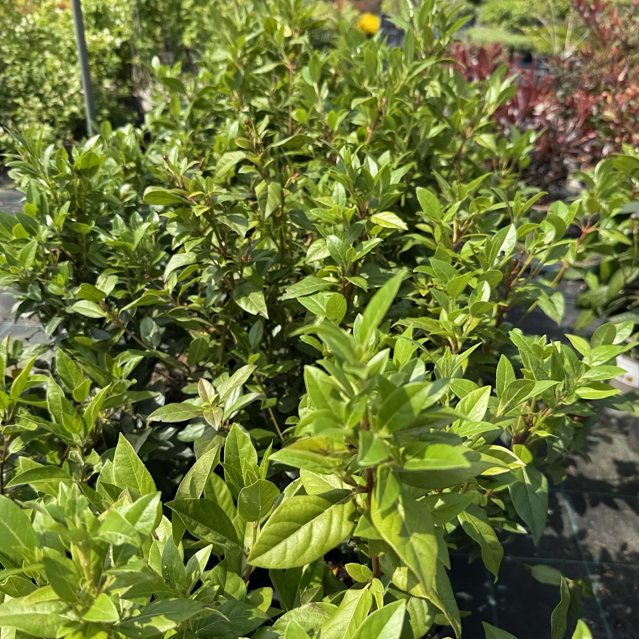 Viburnum tinus