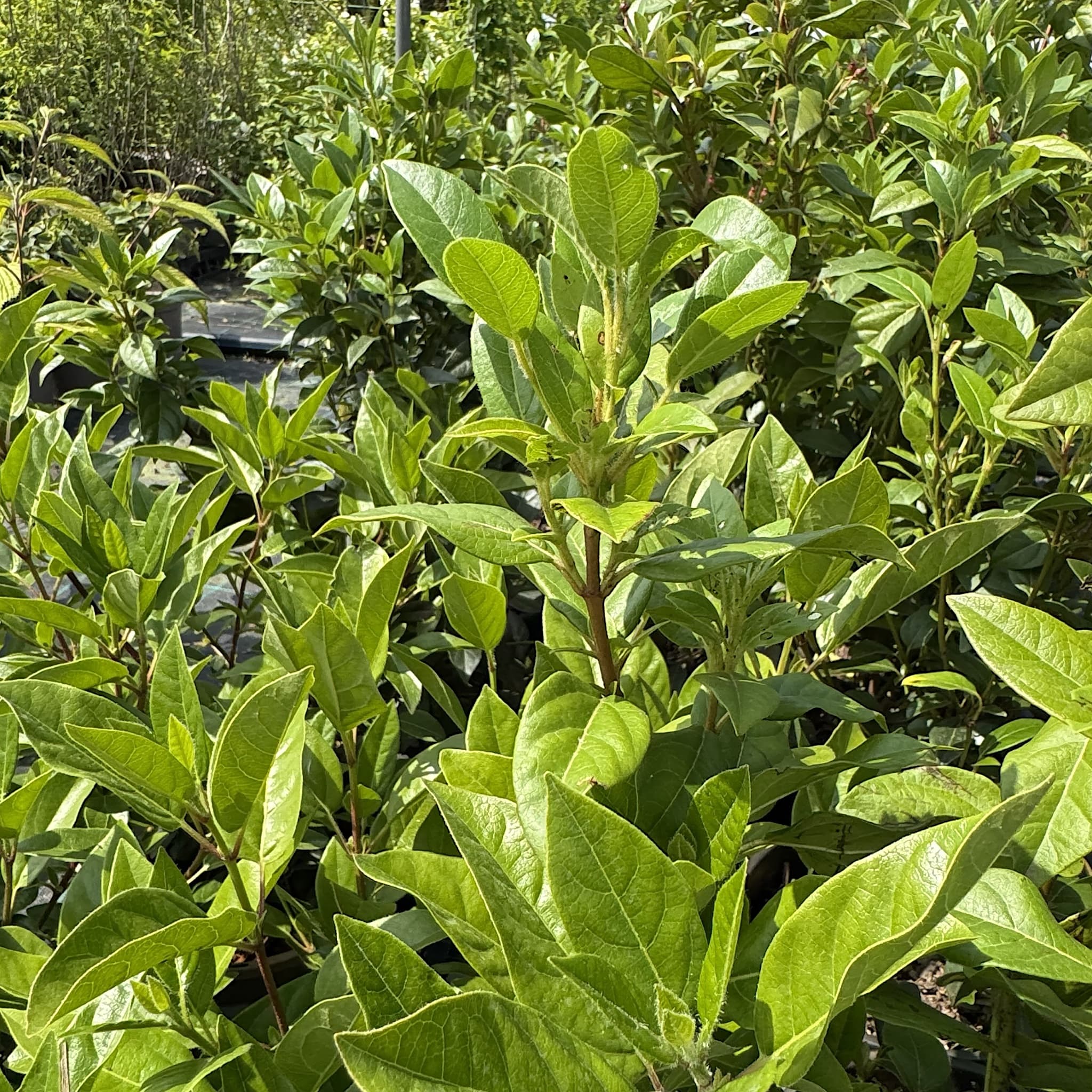 Viburnum tinus