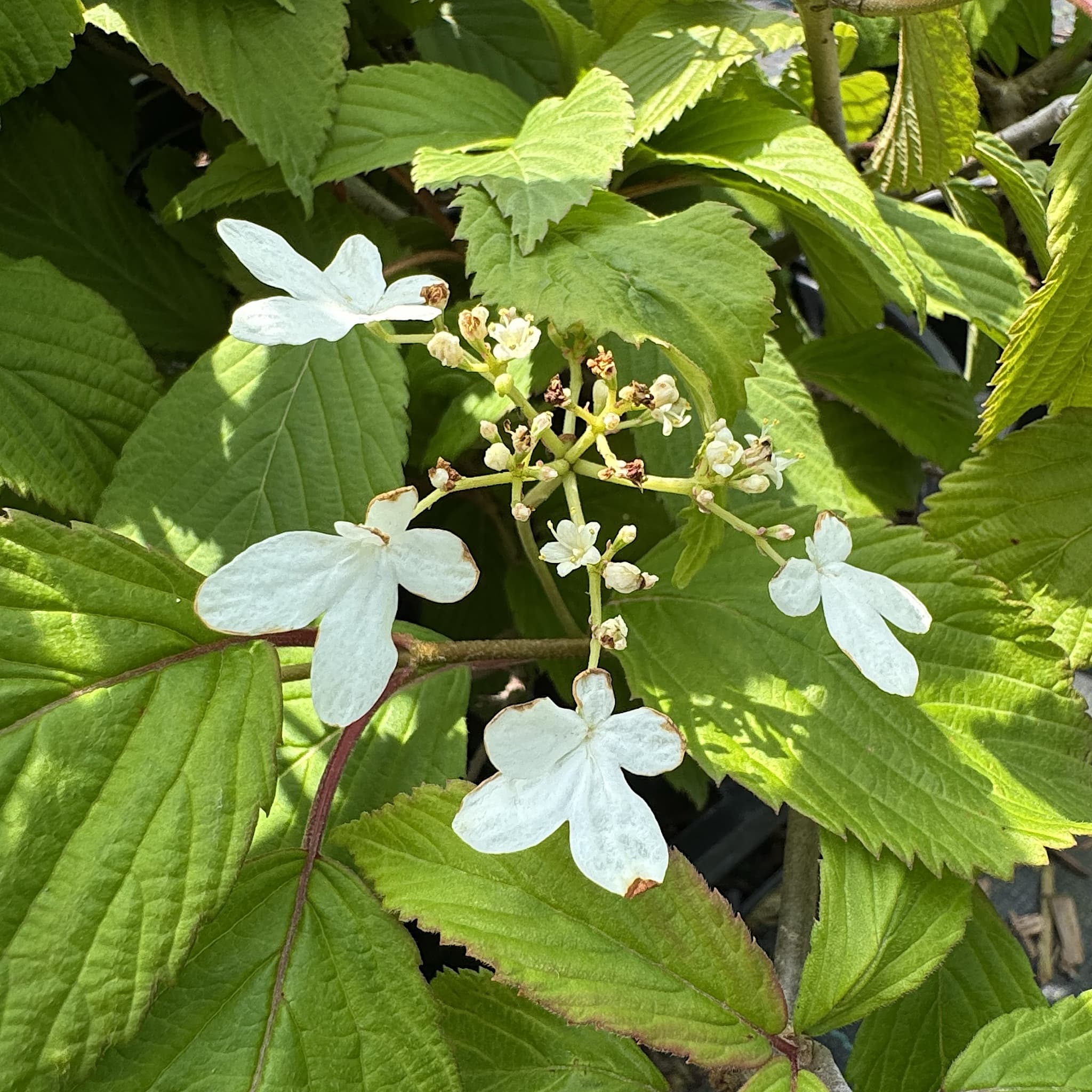 Viburnum plicatum 'Mariesii'