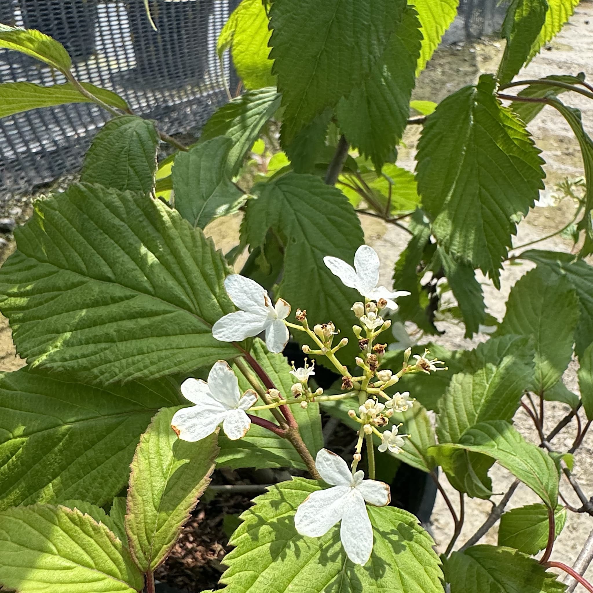 Viburnum plicatum 'Mariesii'