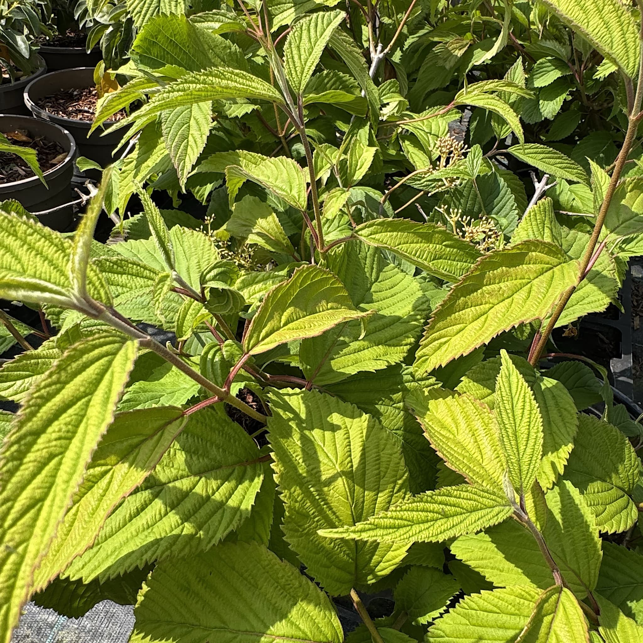 Viburnum plicatum 'Mariesii'