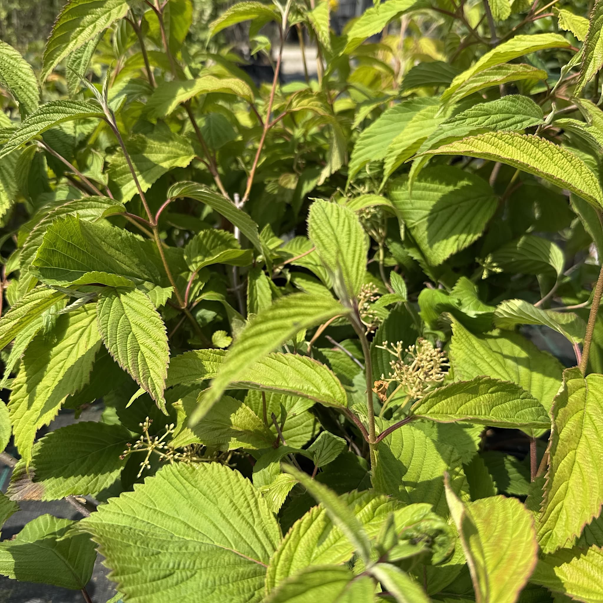 Viburnum plicatum 'Mariesii'