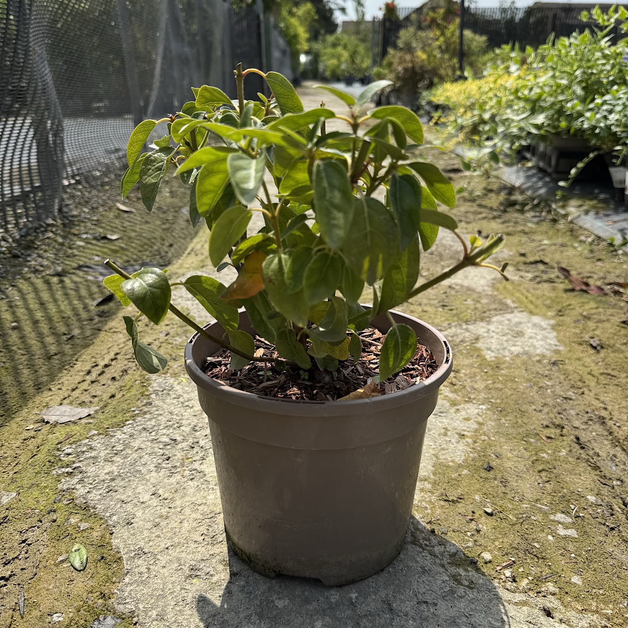 Viburnum tinus 'Lisa Rose'