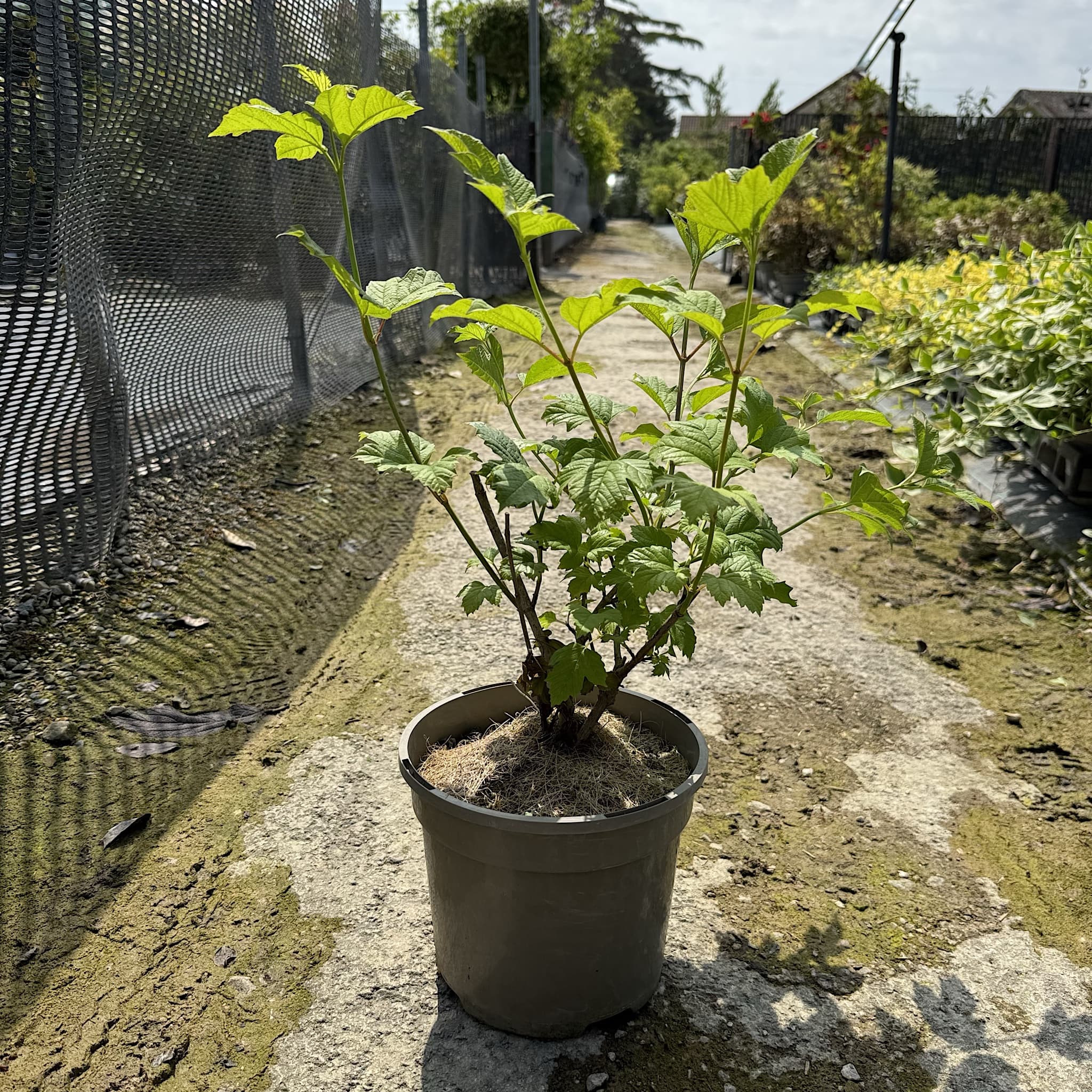 Viburnum opulus 'Roseum'