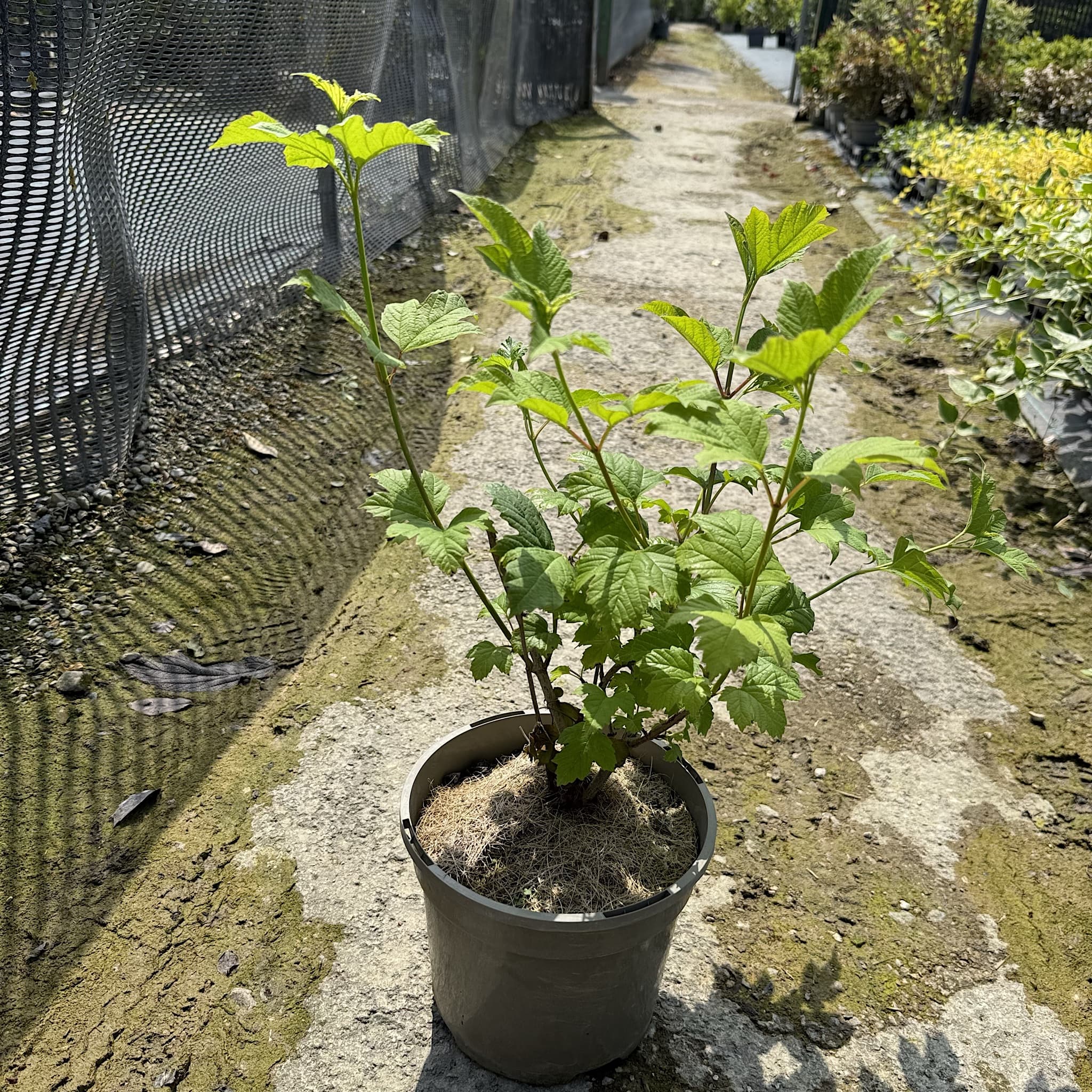 Viburnum opulus 'Roseum'