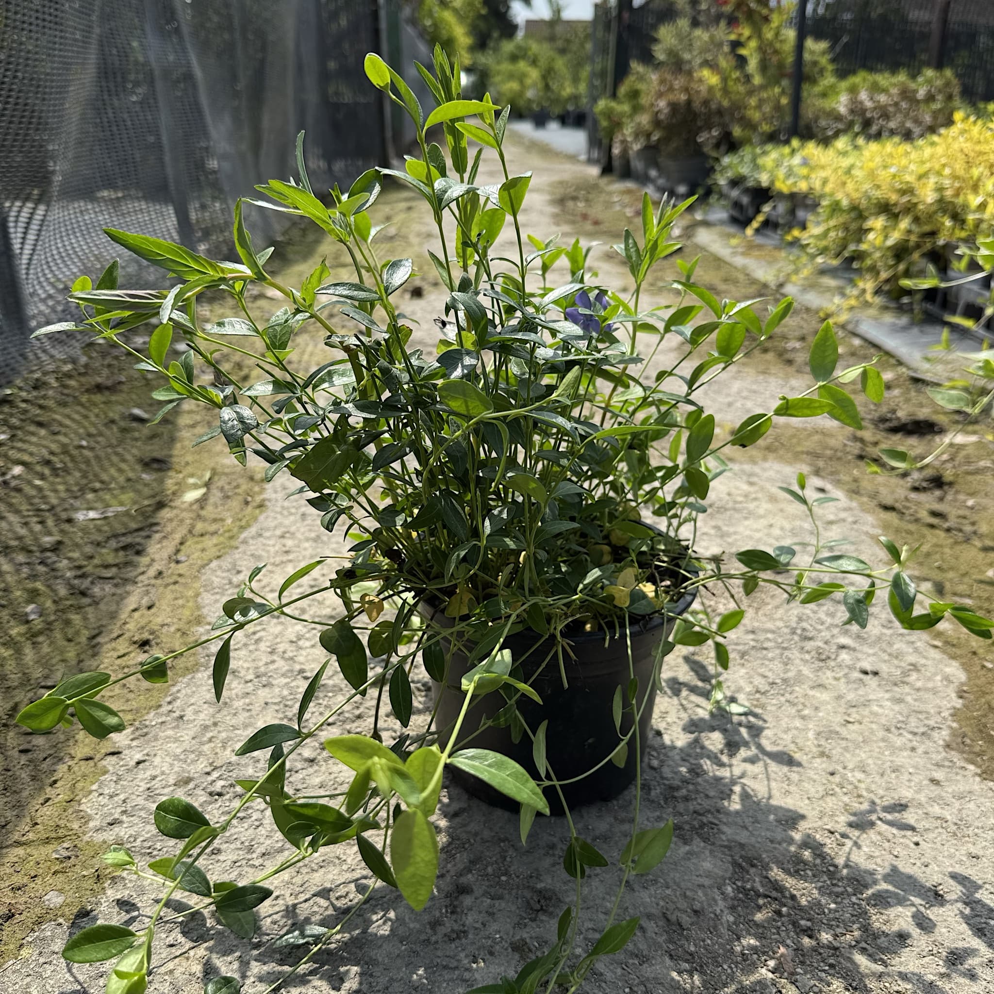 Vinca minor