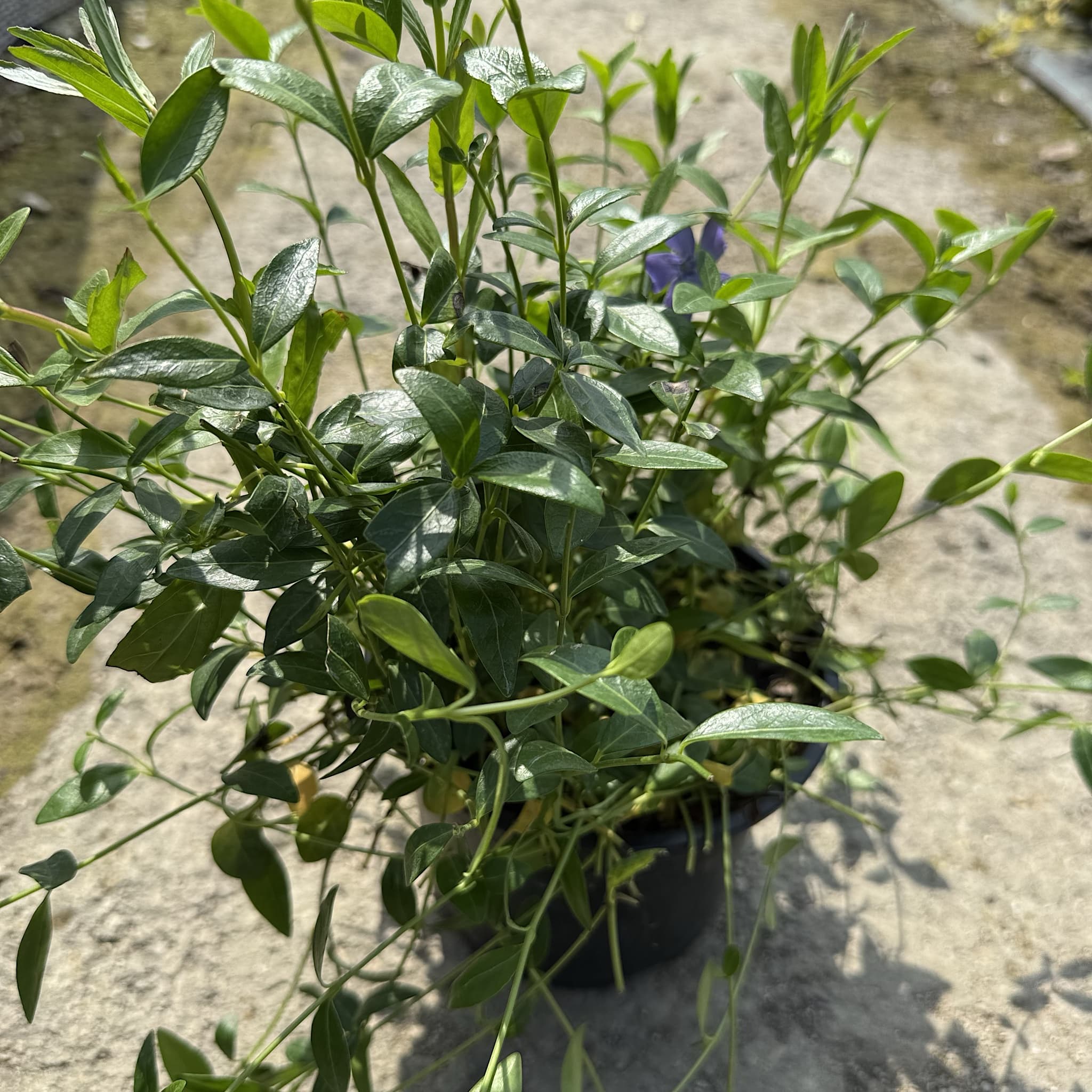 Vinca minor