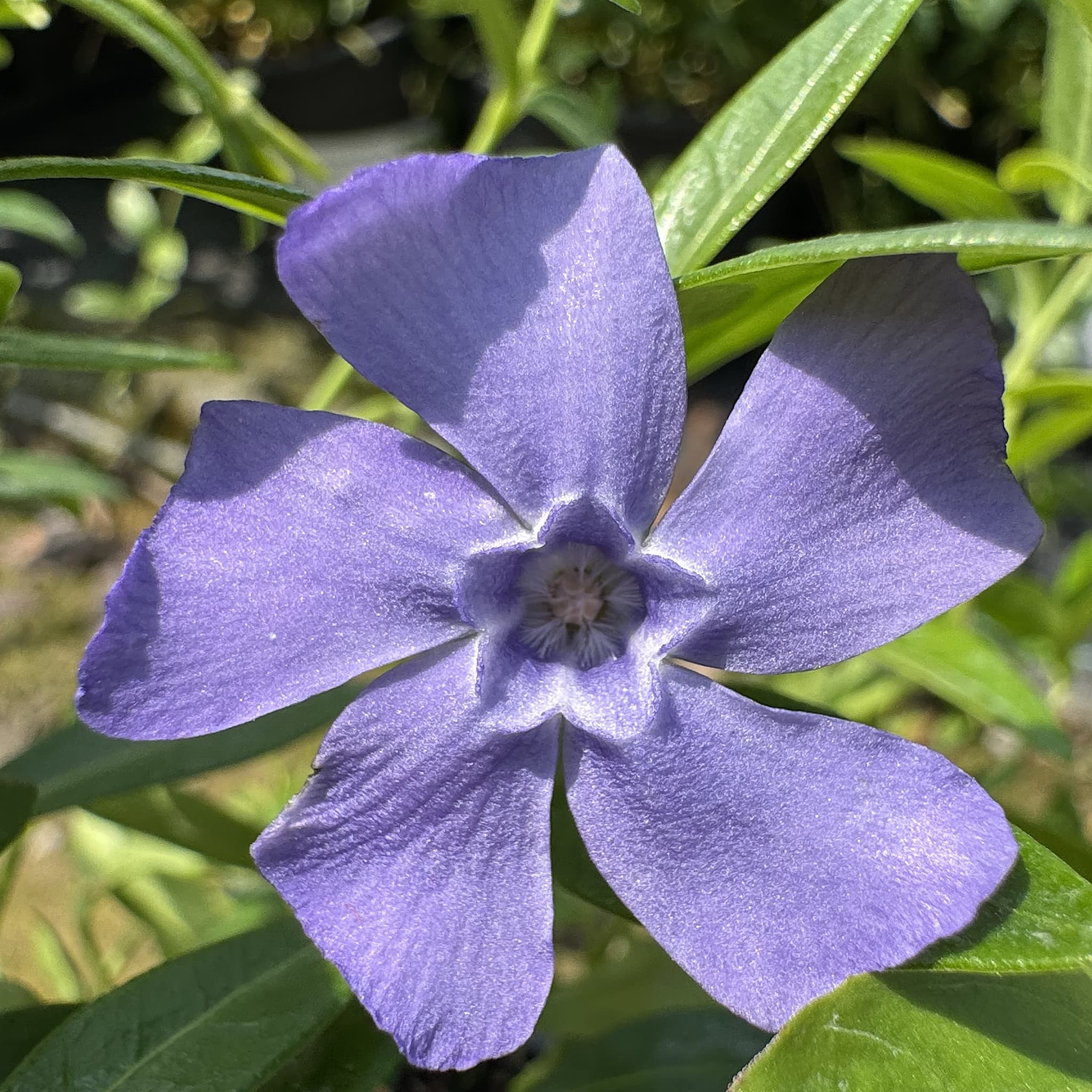 Vinca minor