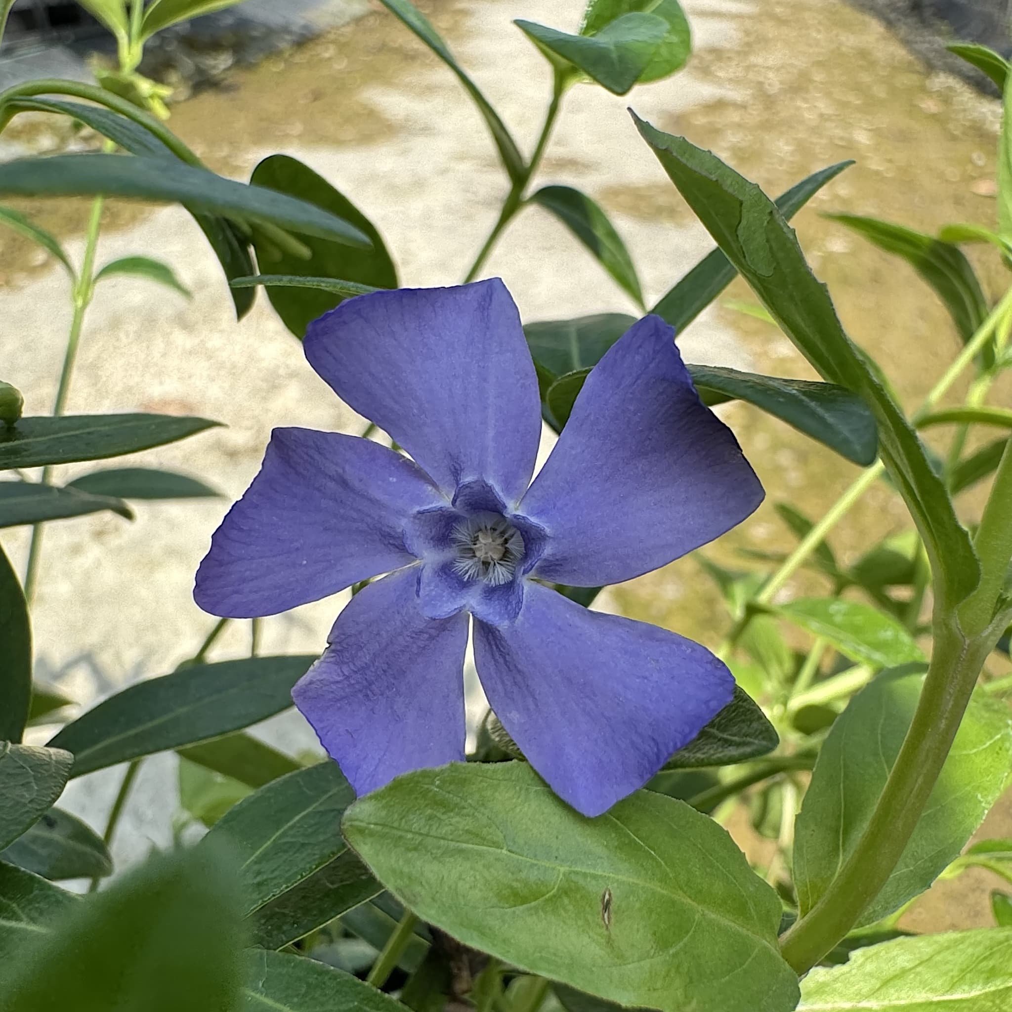 Vinca minor