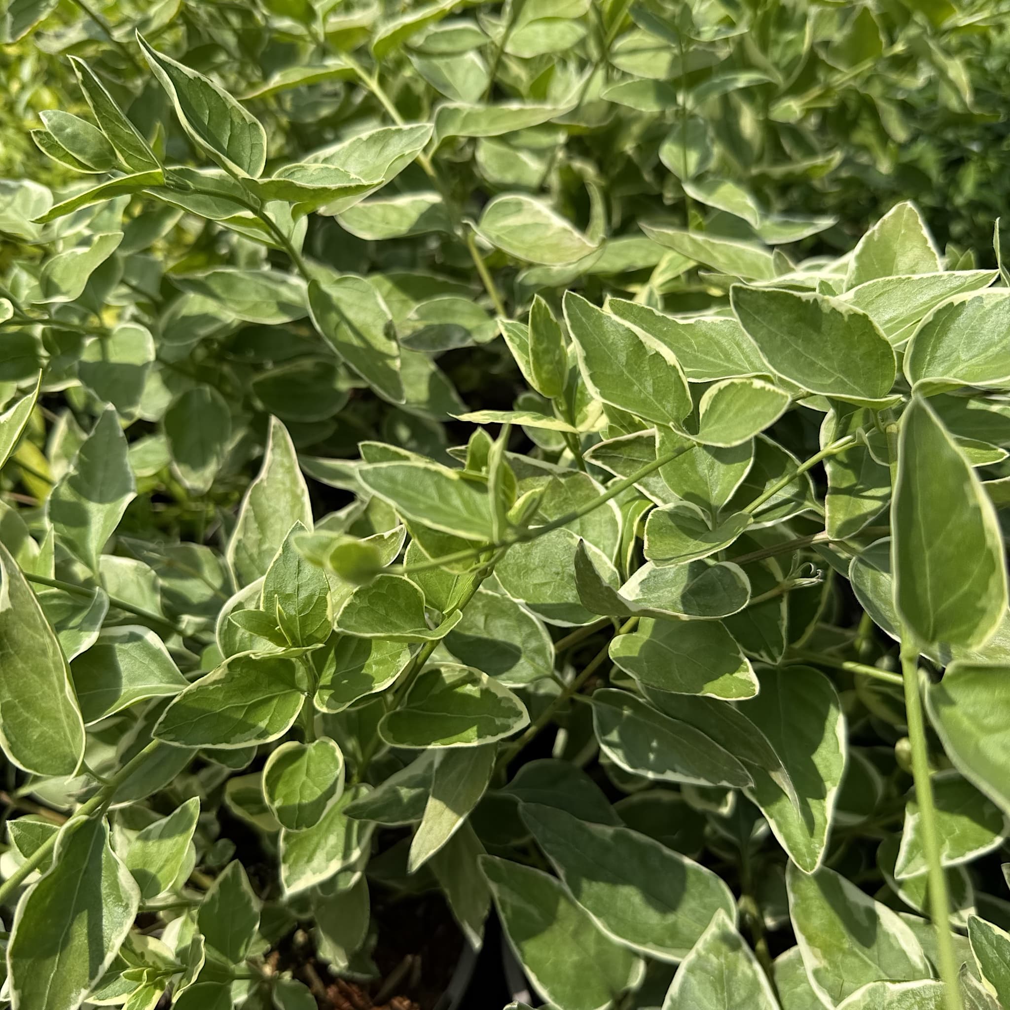 Vinca major 'Elegantissima'