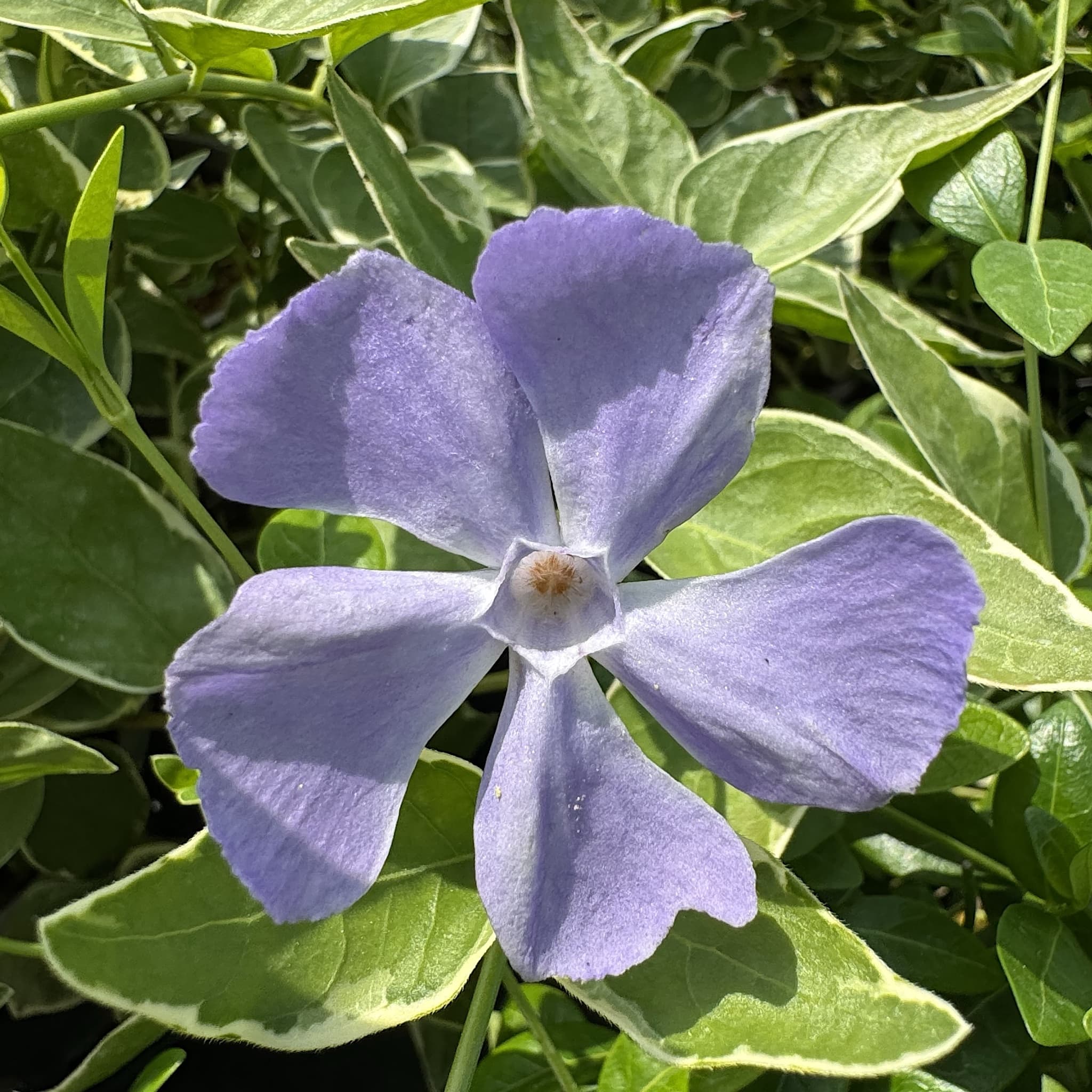 Vinca major 'Elegantissima'