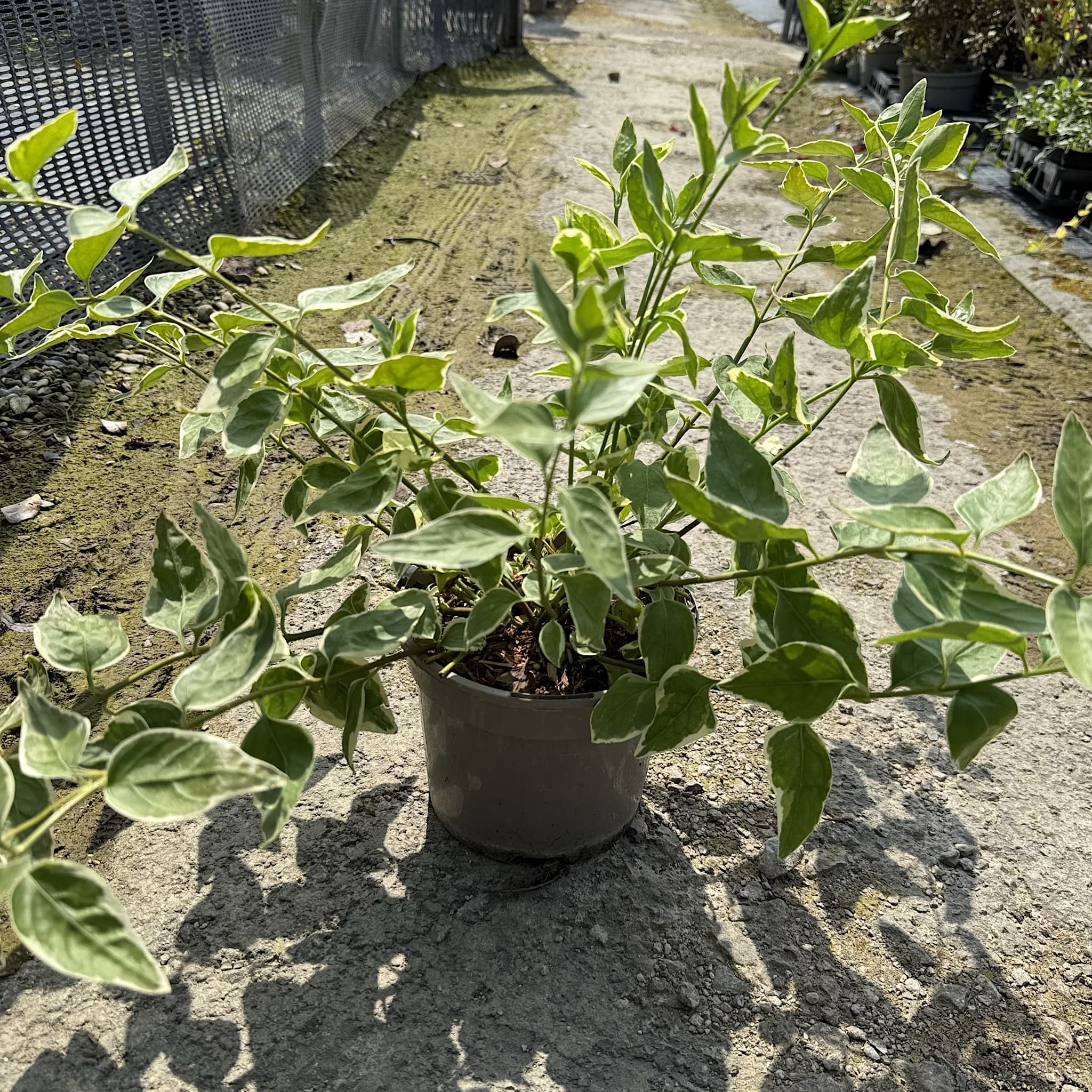 Vinca major 'Elegantissima'