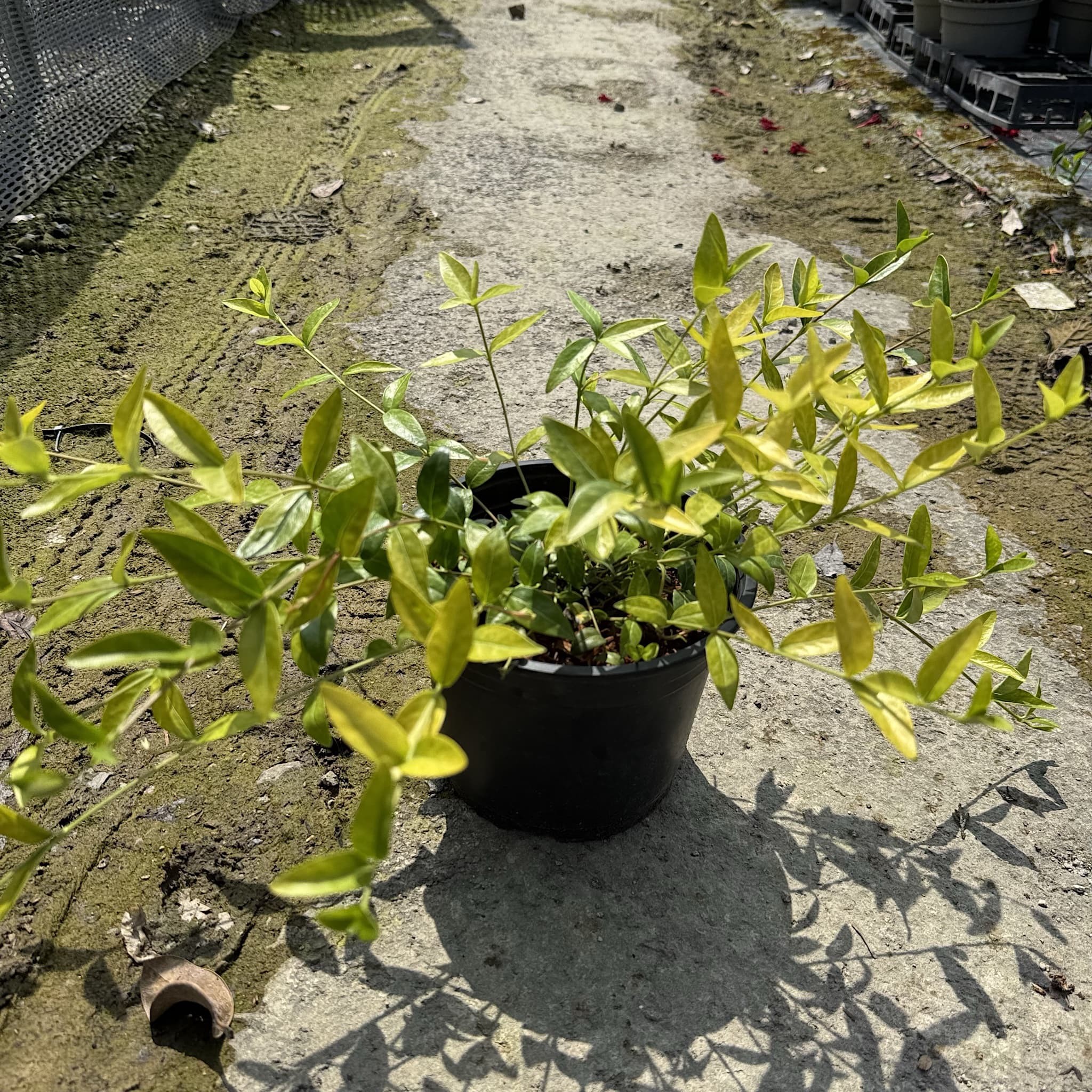Vinca minor 'Bowles Variety'