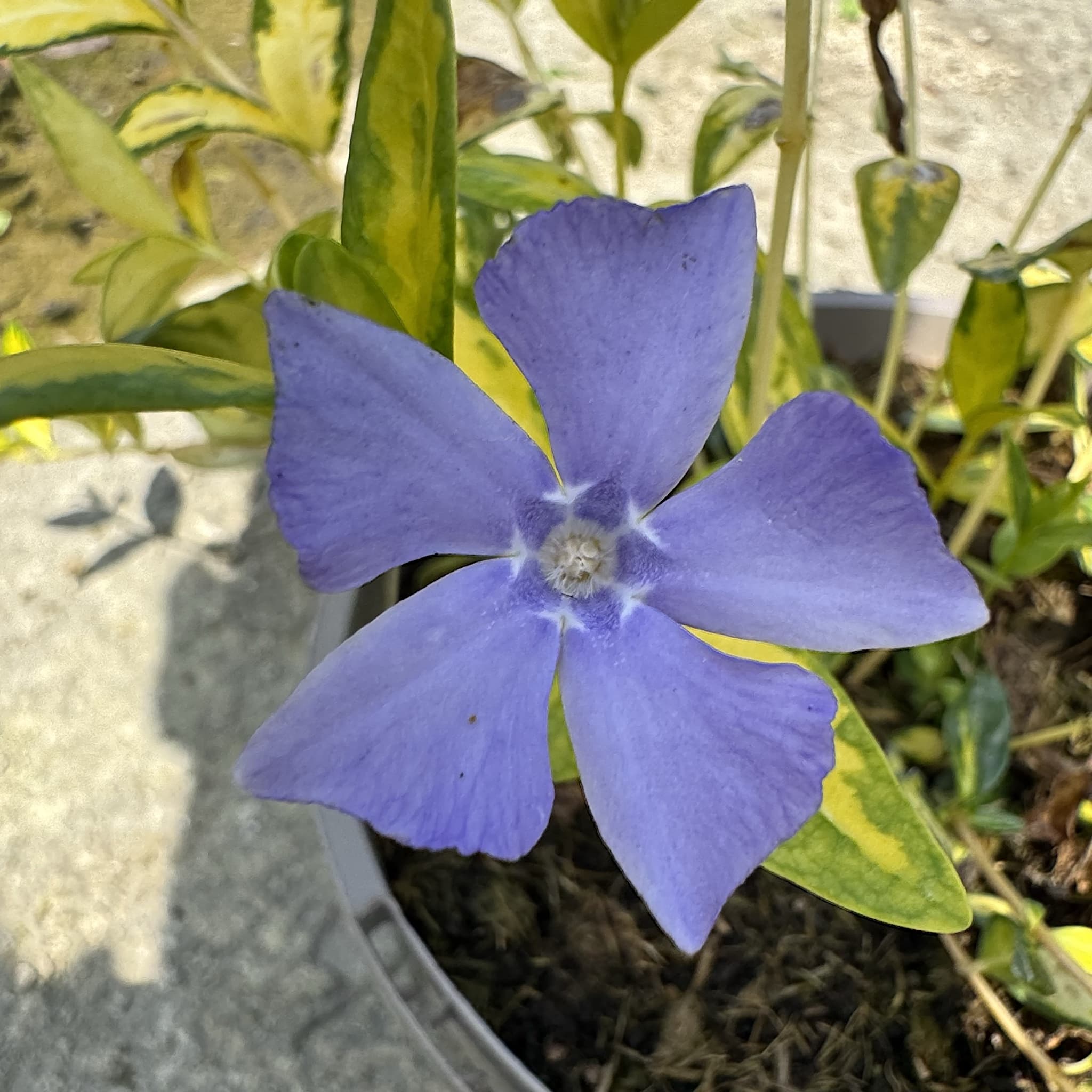 Vinca minor 'Illumination'