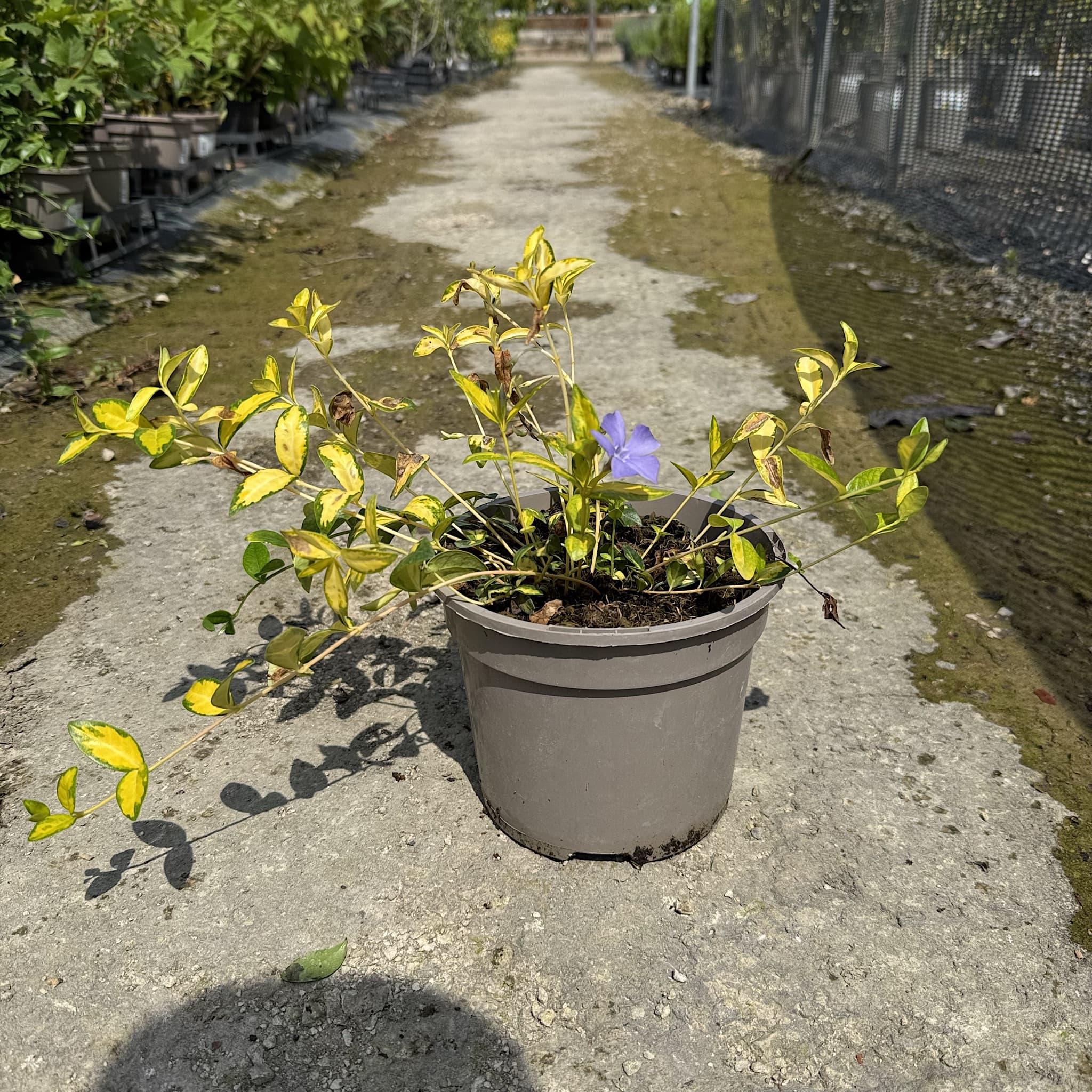 Vinca minor 'Illumination'