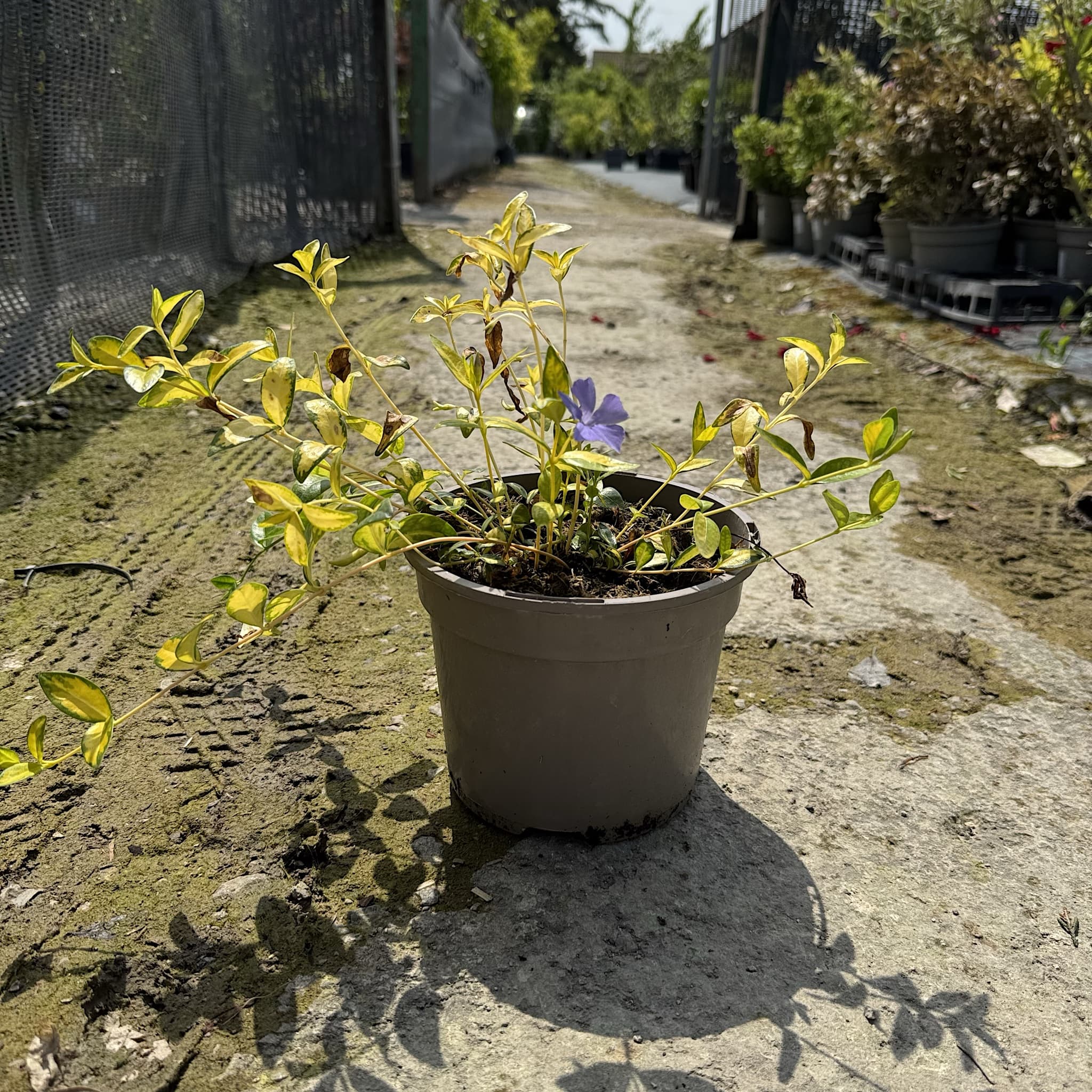 Vinca minor 'Illumination'
