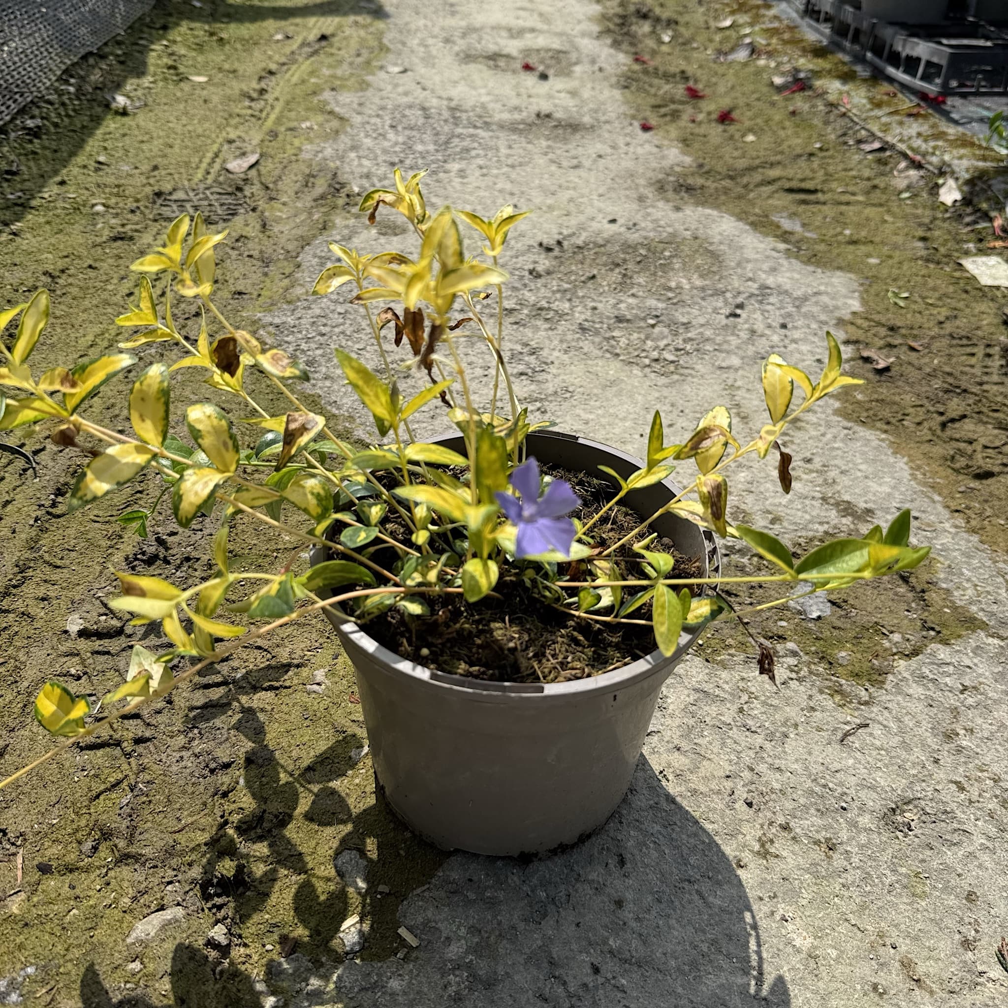 Vinca minor 'Illumination'