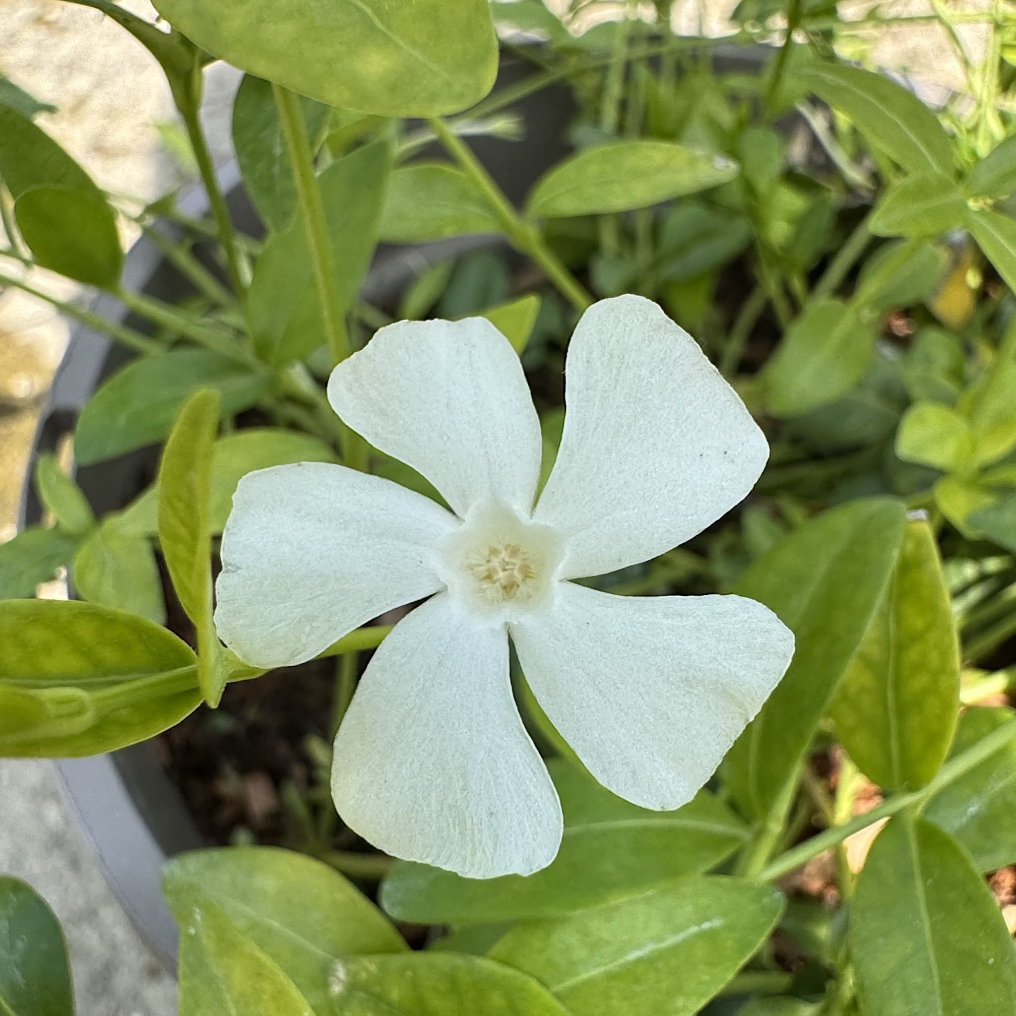 Vinca minor 'Alba'