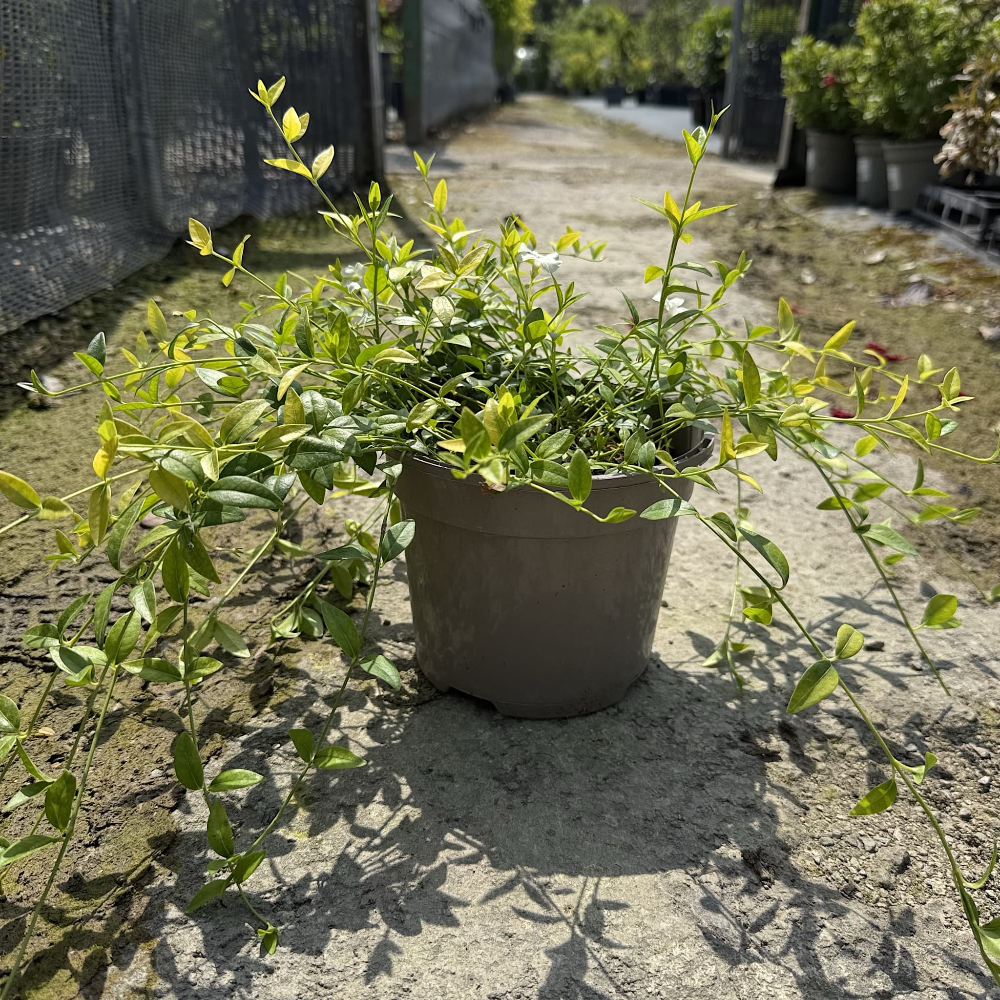 Vinca minor 'Alba'