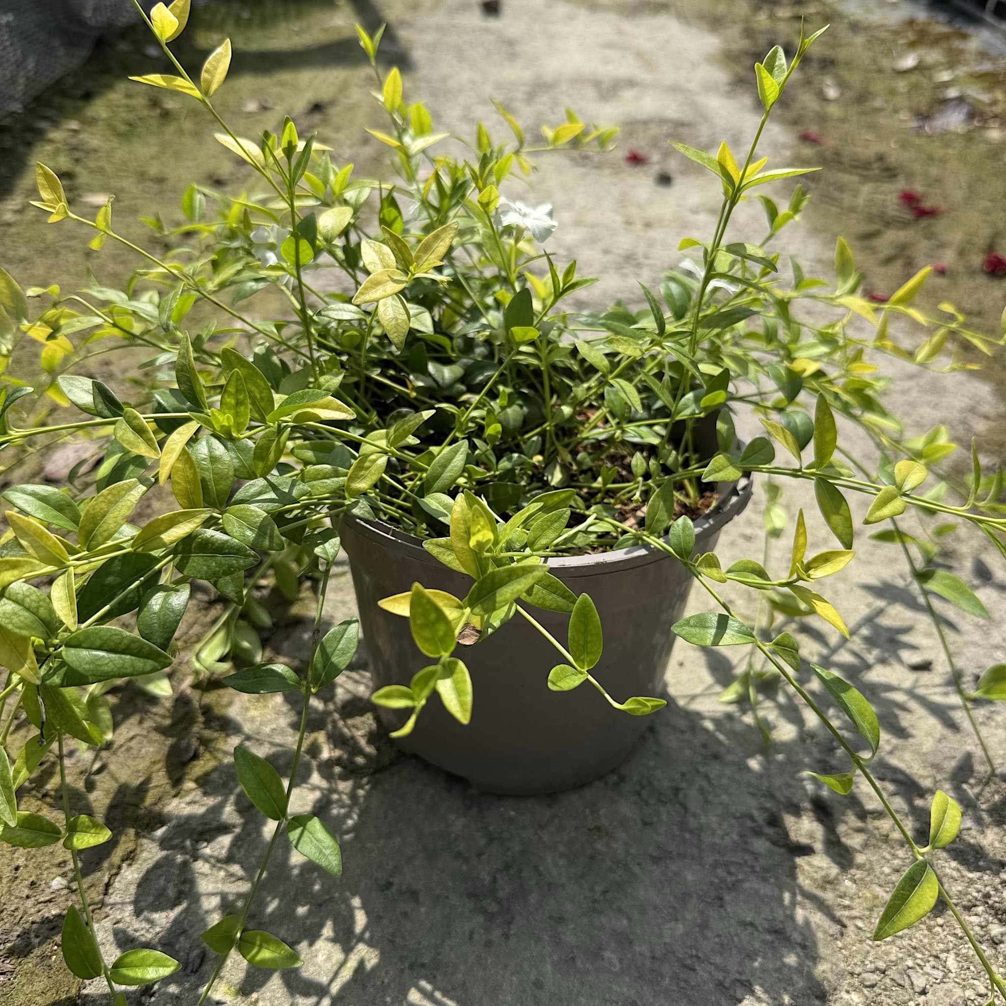 Vinca minor 'Alba'