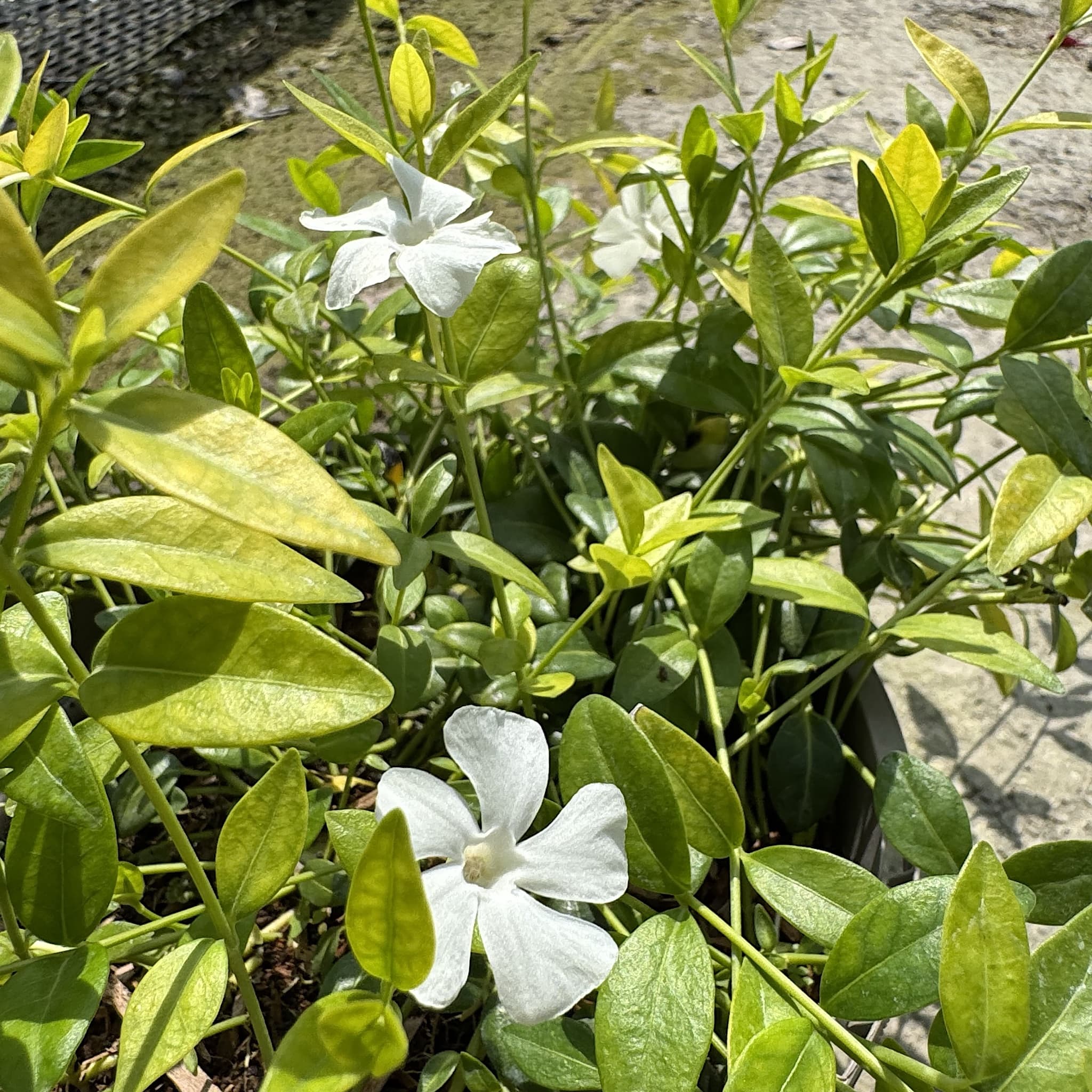 Vinca minor 'Alba'