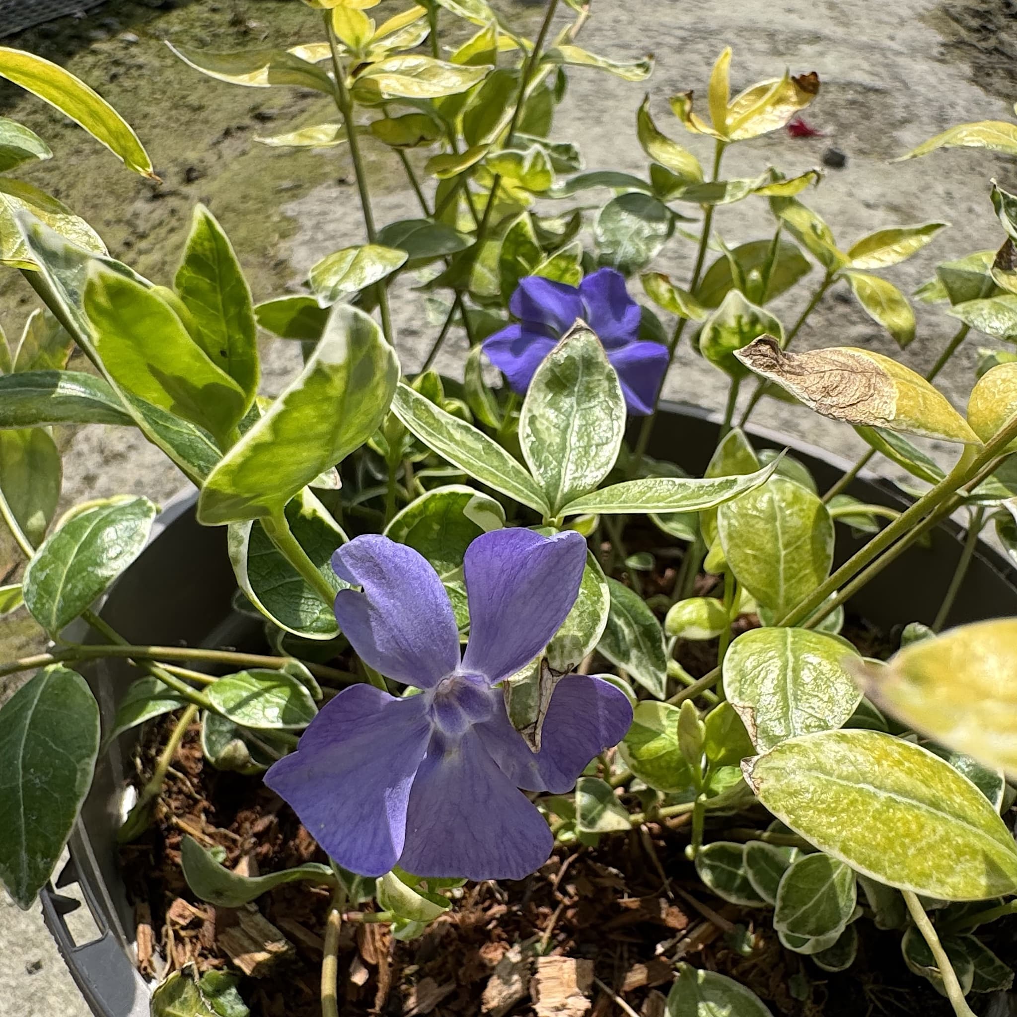 Vinca minor 'Ralph Shugert’