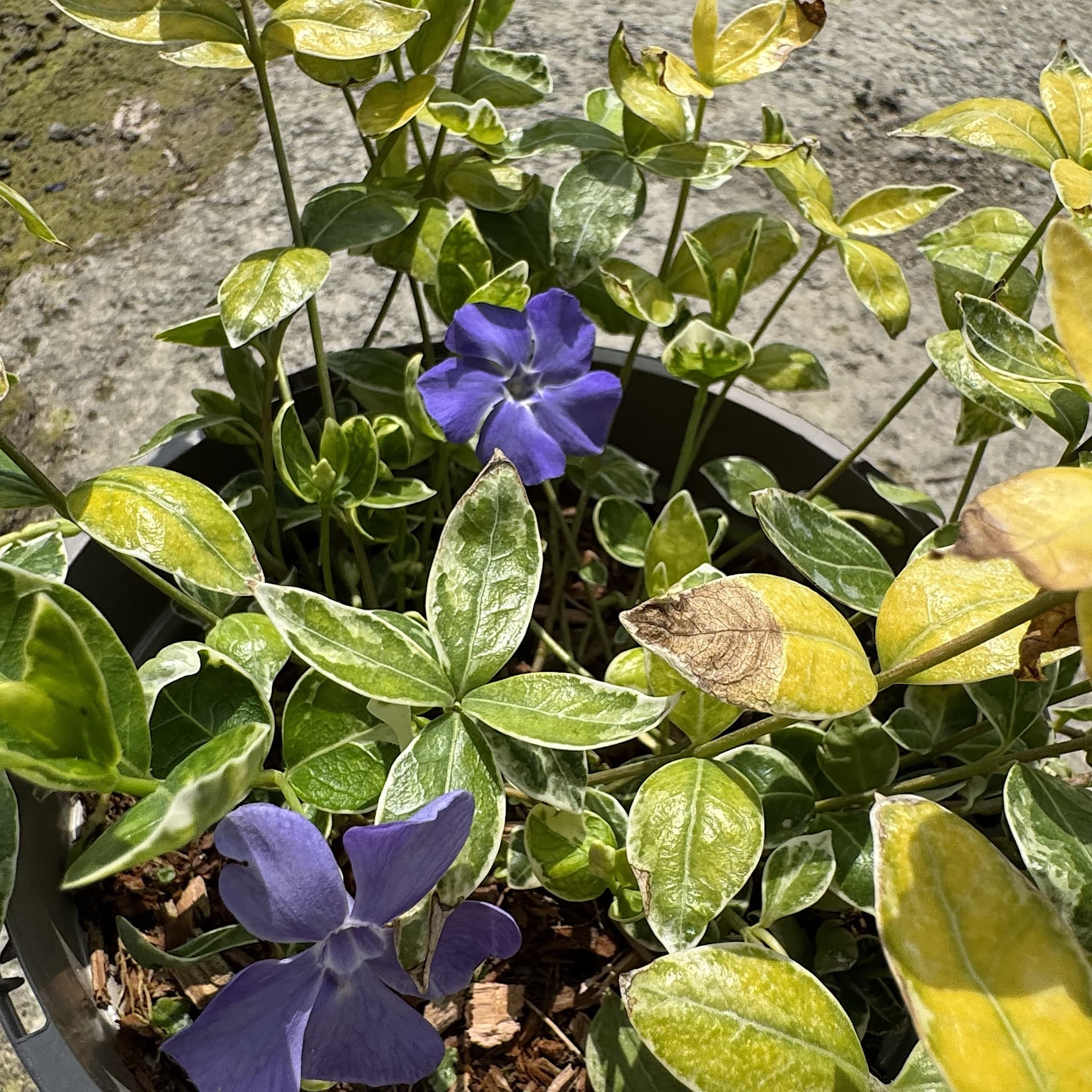 Vinca minor 'Ralph Shugert’