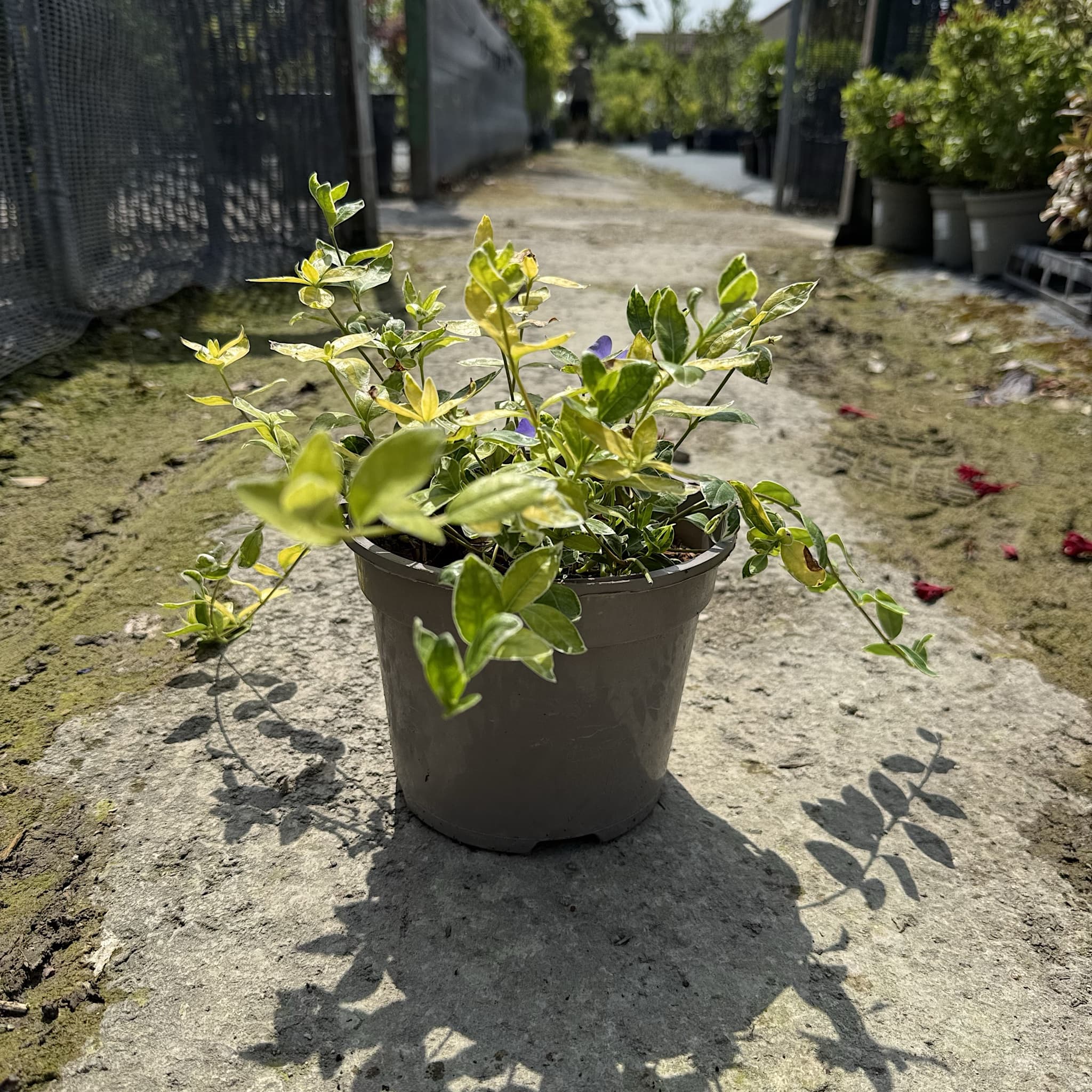 Vinca minor 'Ralph Shugert’