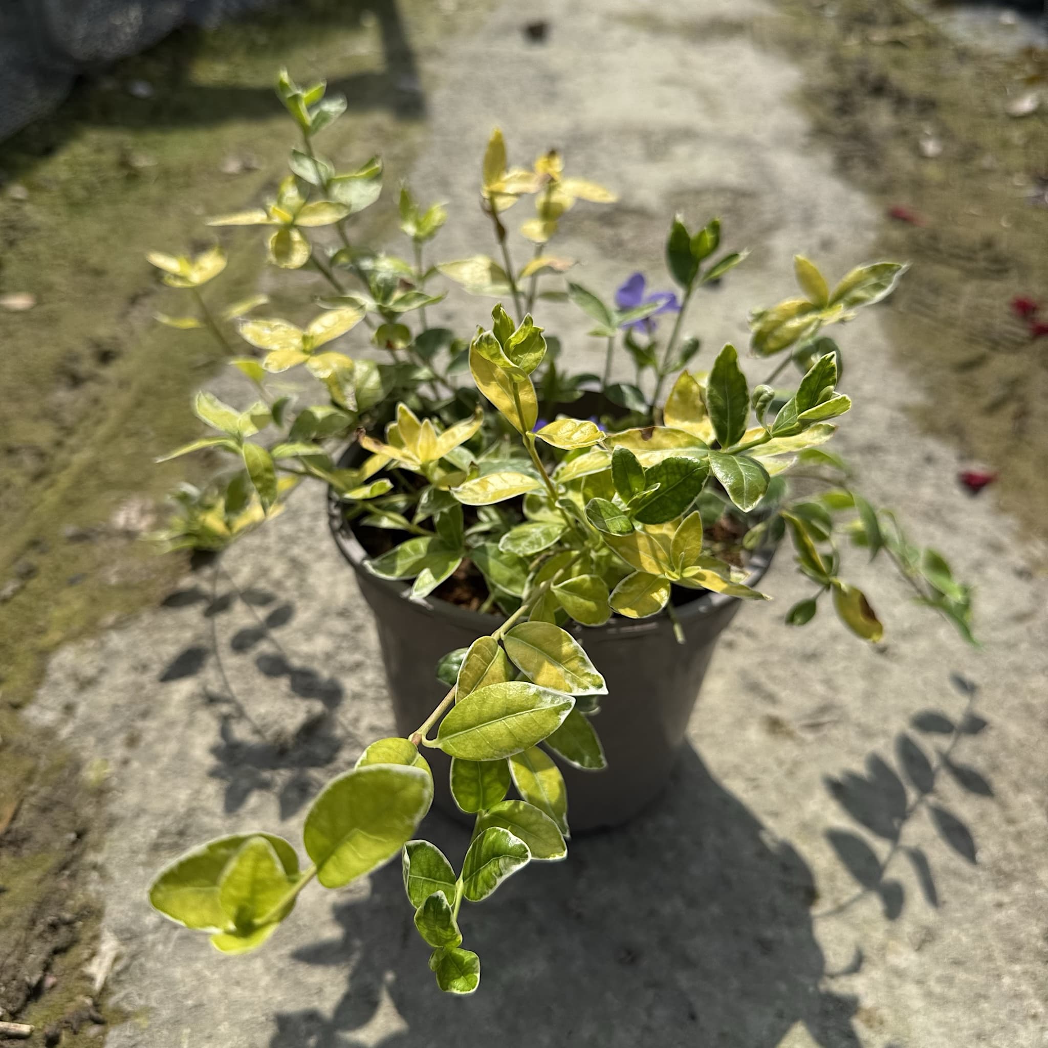 Vinca minor 'Ralph Shugert’