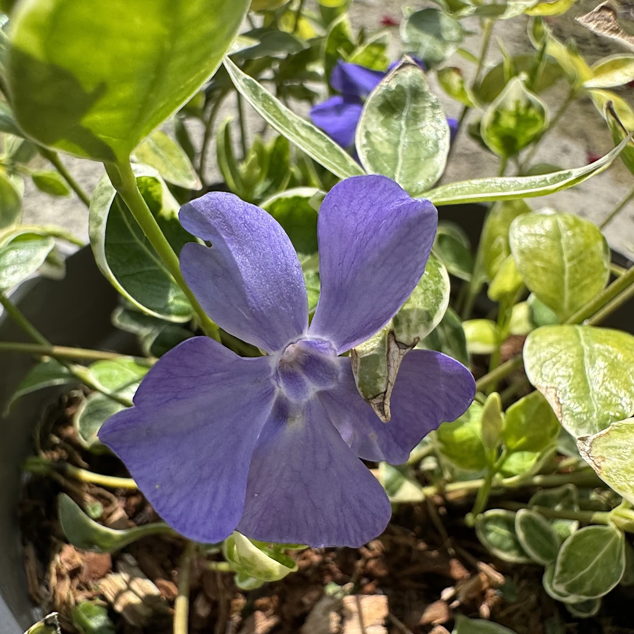 Vinca minor 'Ralph Shugert’