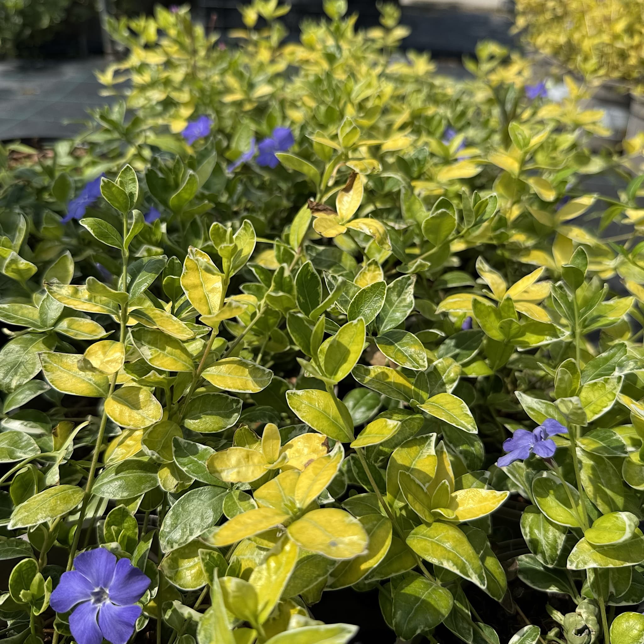 Vinca minor 'Ralph Shugert’