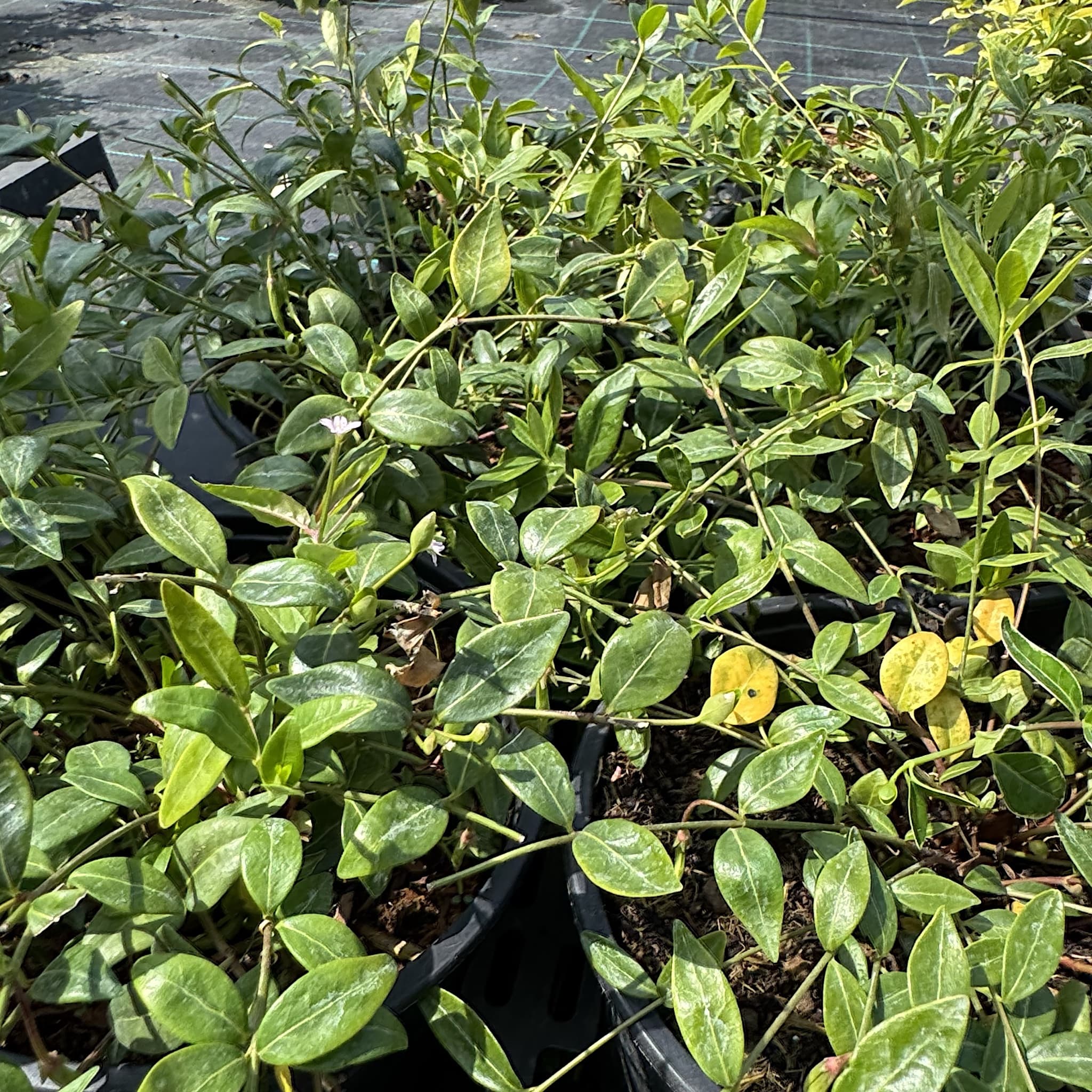Vinca minor 'Atropurpurea'