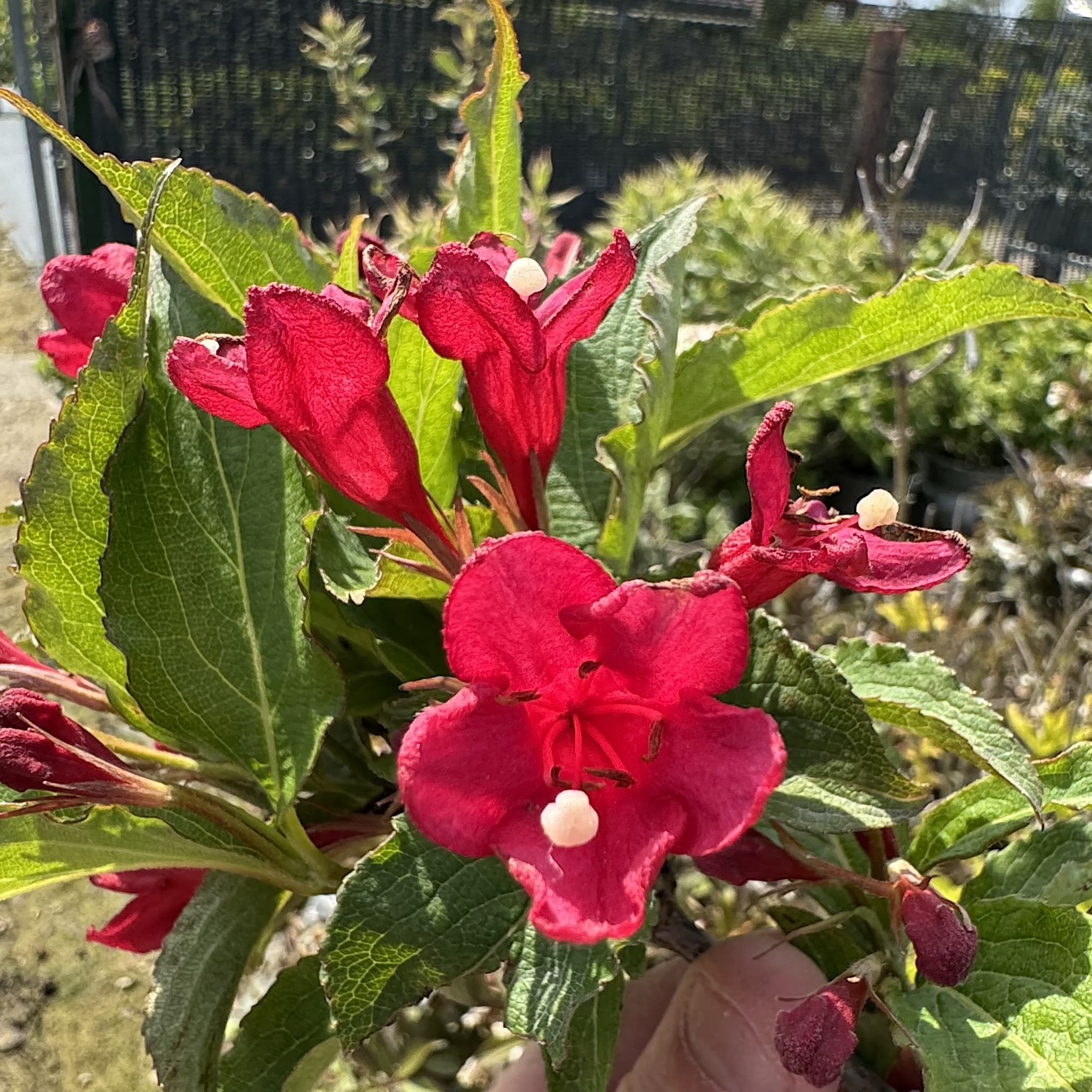 Weigela 'All Summer Red'